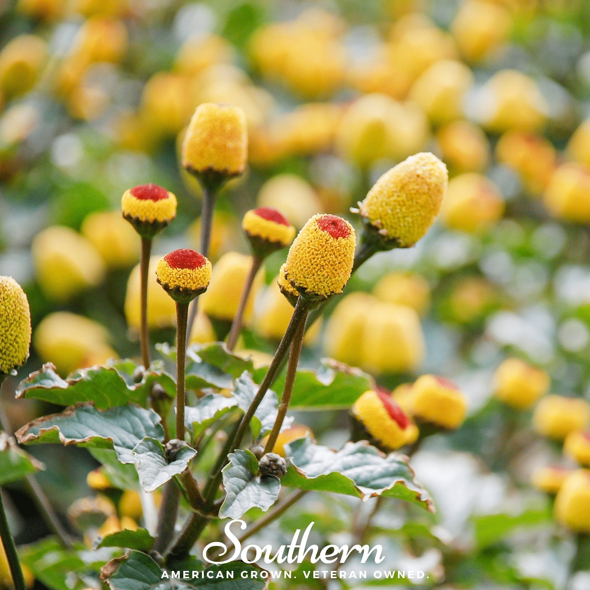 Toothache Plant – 50 Seeds Southern Seeds