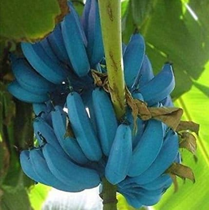 1 Musa Ice Cream (Blue Java) Banana Tree - Small Live Rooted Starter Plant, Tropical Blue Bananas, Unique Fruit, Home Garden or Containers Jayme Garden