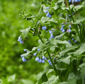 True Comfrey – 20 Seeds Southern Seeds