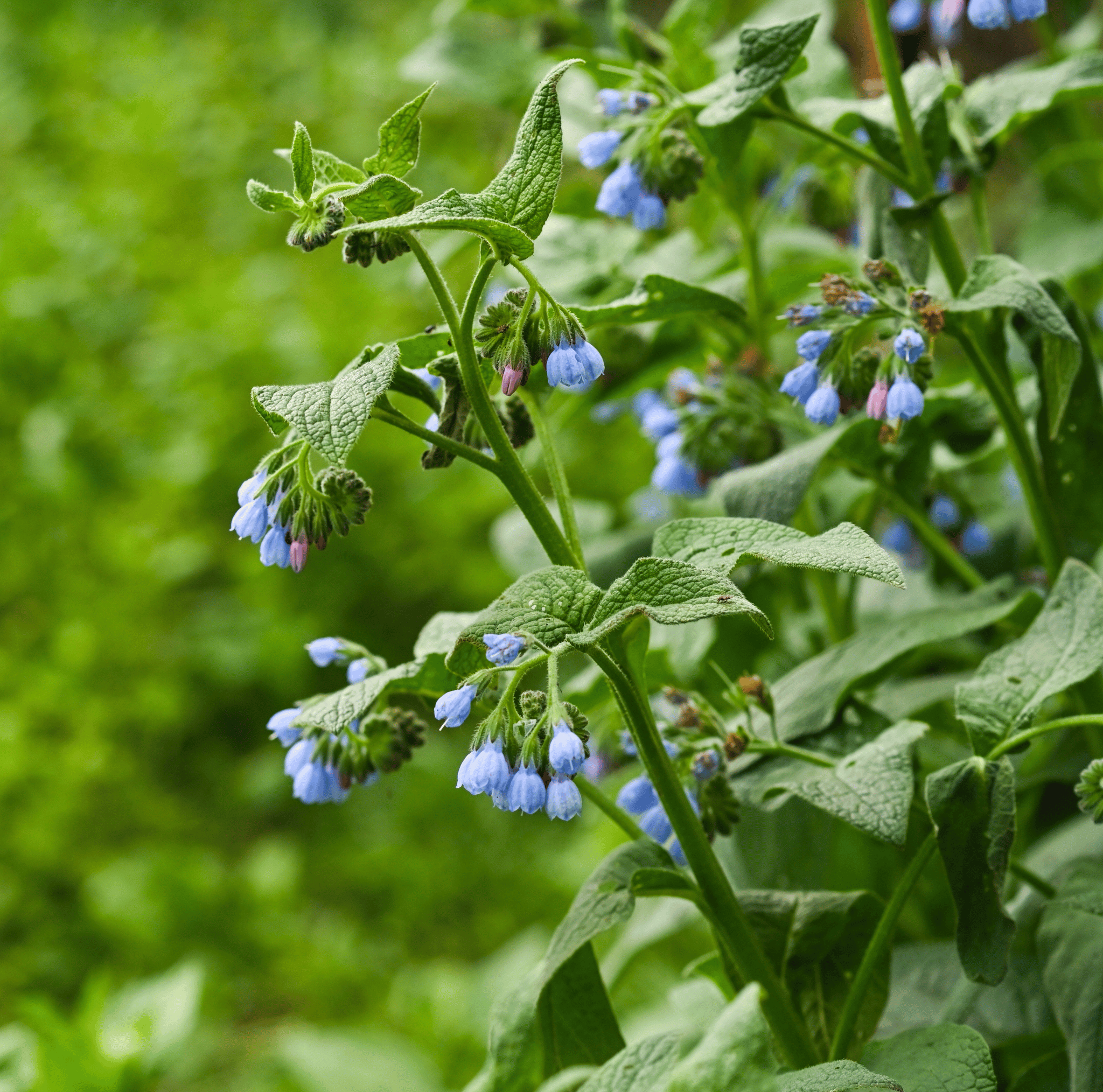 True Comfrey – 20 Seeds Southern Seeds