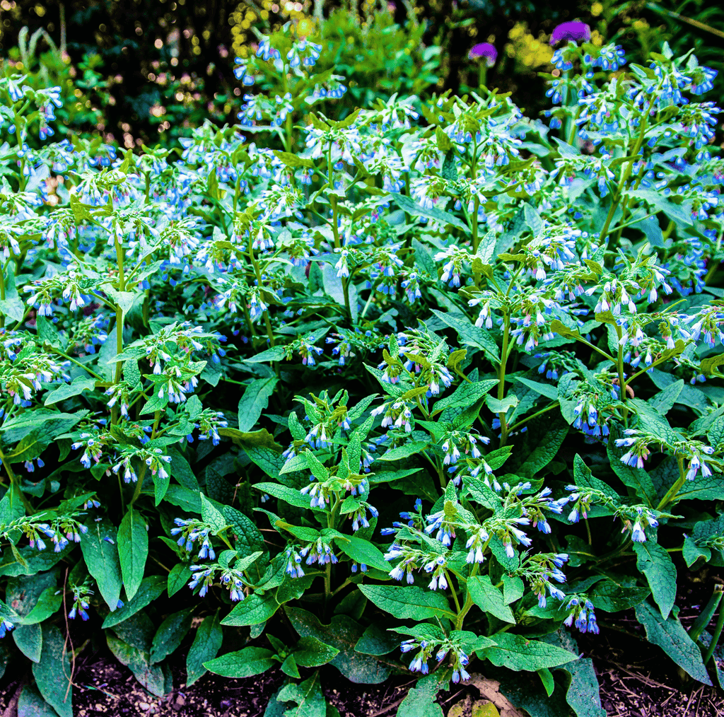 True Comfrey – 20 Seeds Southern Seeds