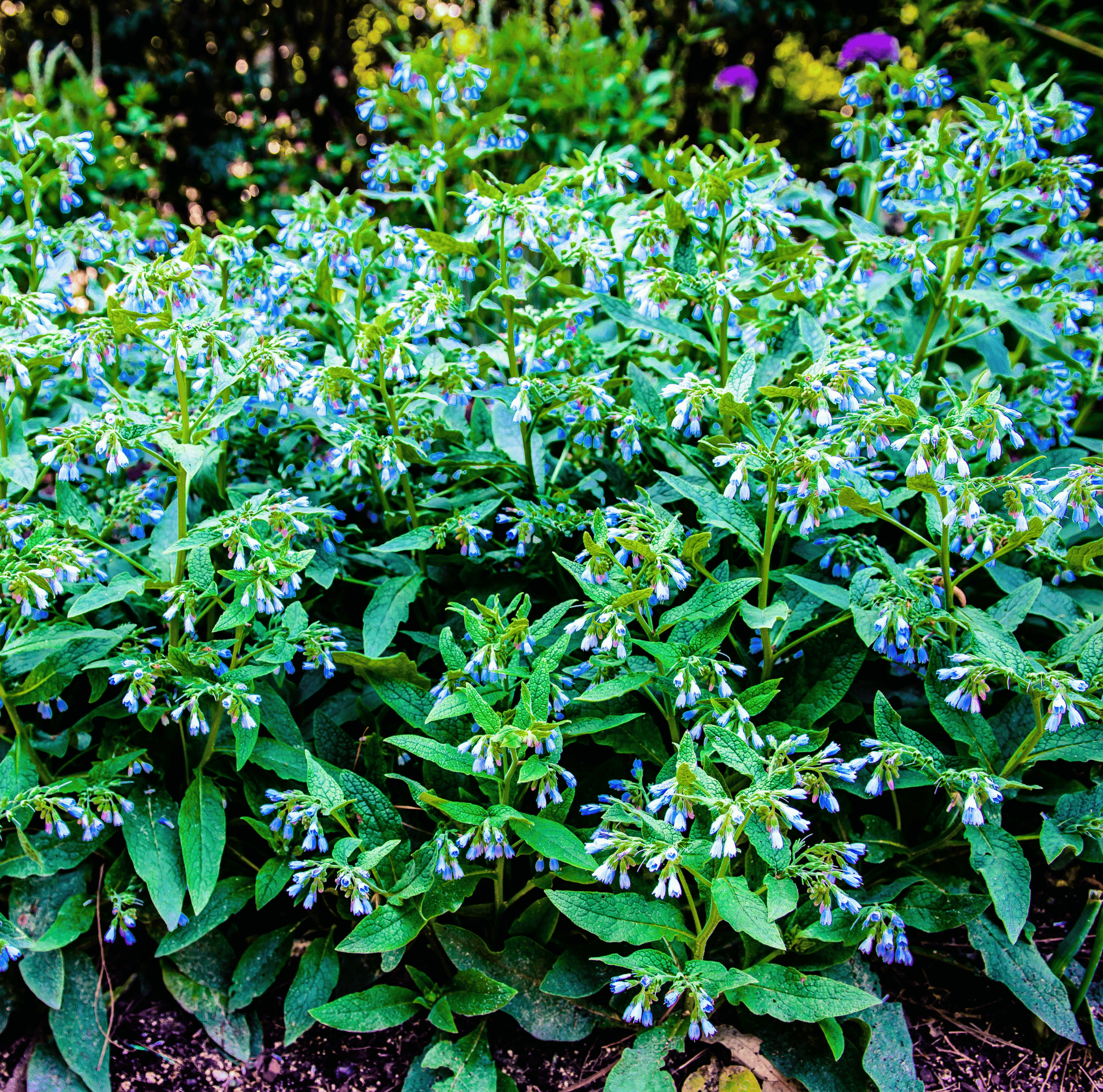 True Comfrey – 20 Seeds Southern Seeds