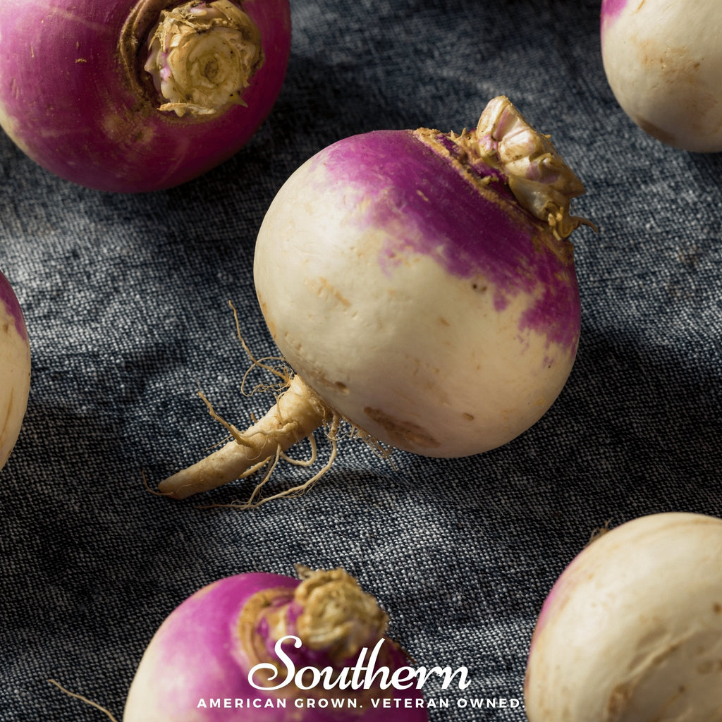 Purple Top White Globe Turnip – 250 Seeds Southern Seeds