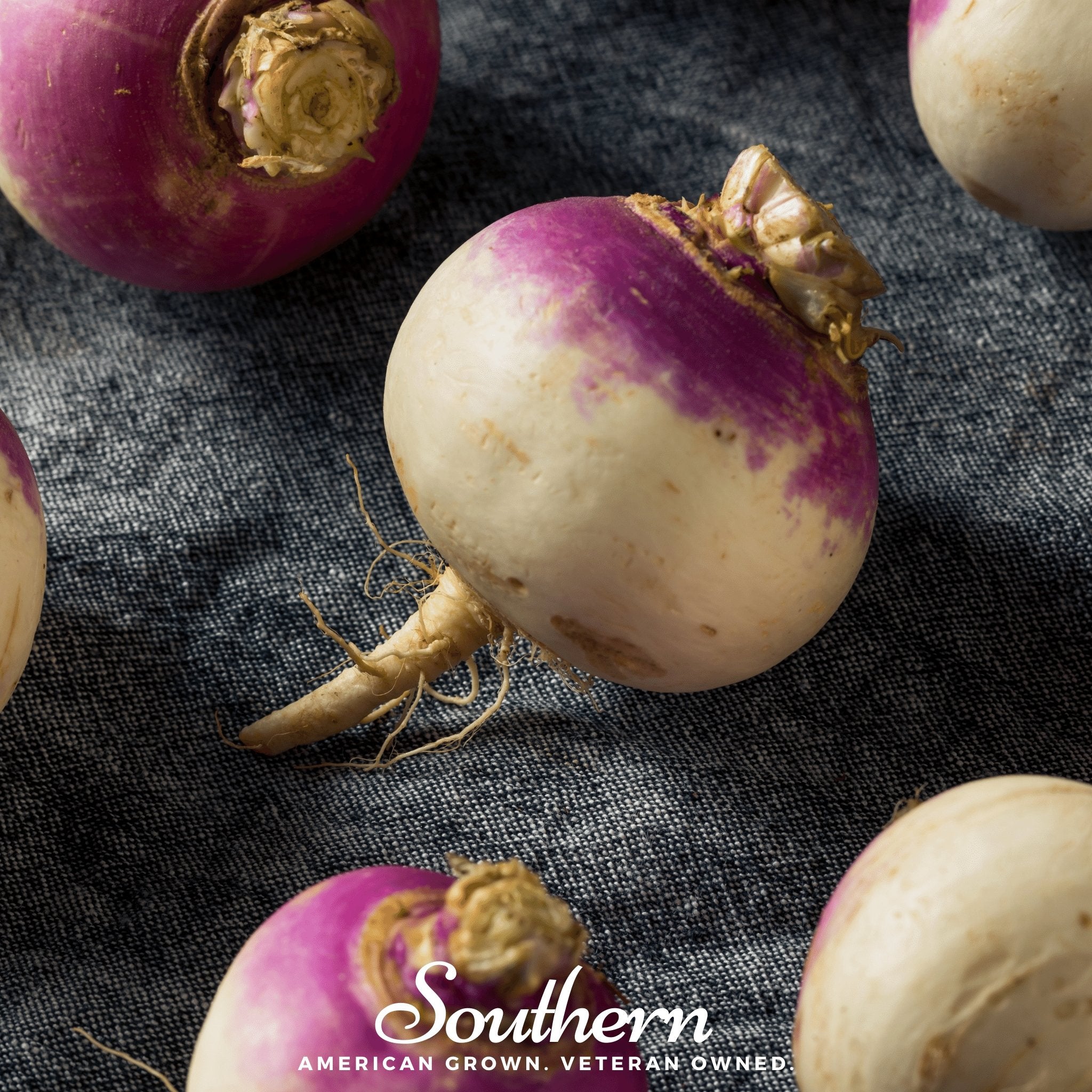 Purple Top White Globe Turnip – 250 Seeds Southern Seeds