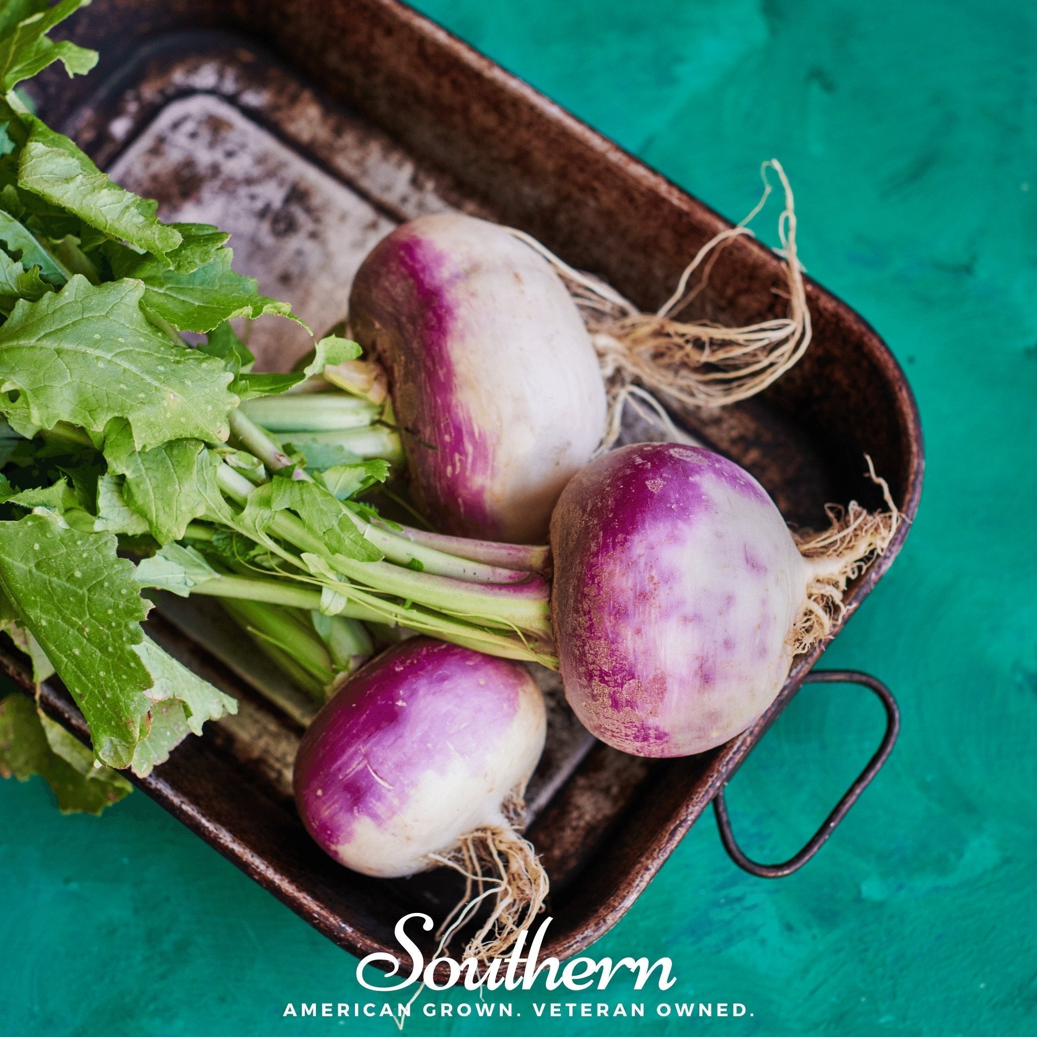 Purple Top White Globe Turnip – 250 Seeds Southern Seeds