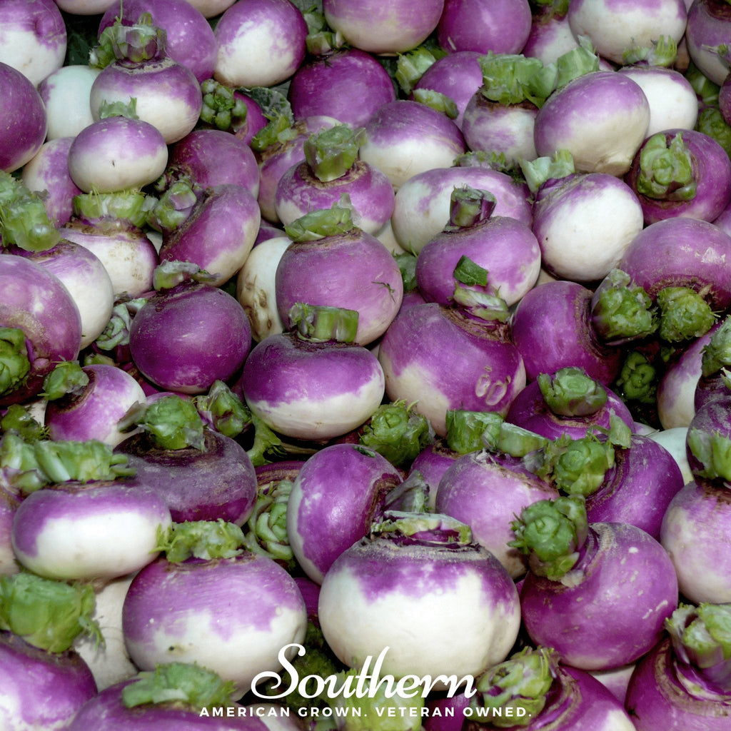 Purple Top White Globe Turnip – 250 Seeds Southern Seeds