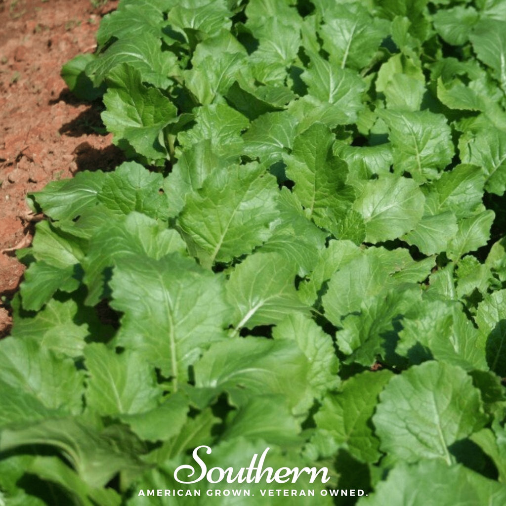 Seven Top Turnip – 100 Seeds Southern Seeds