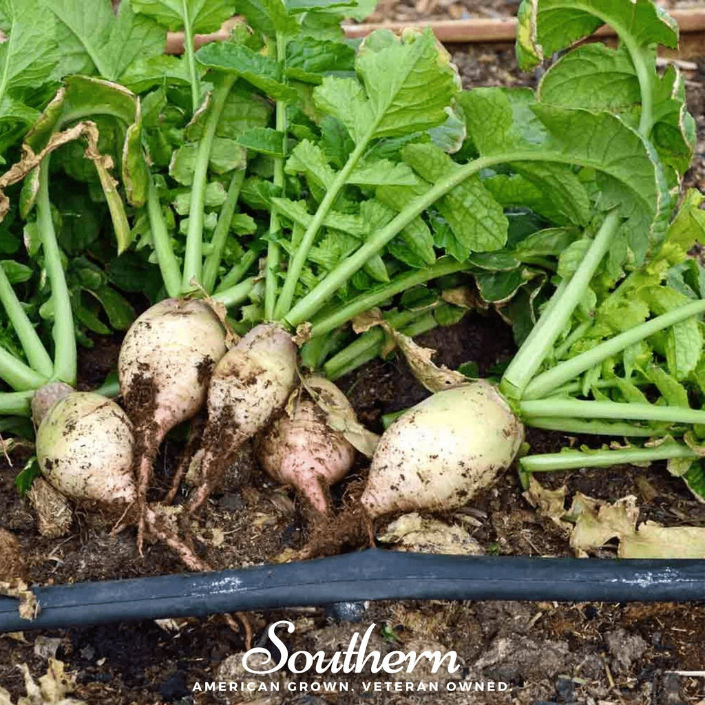 Seven Top Turnip – 100 Seeds Southern Seeds
