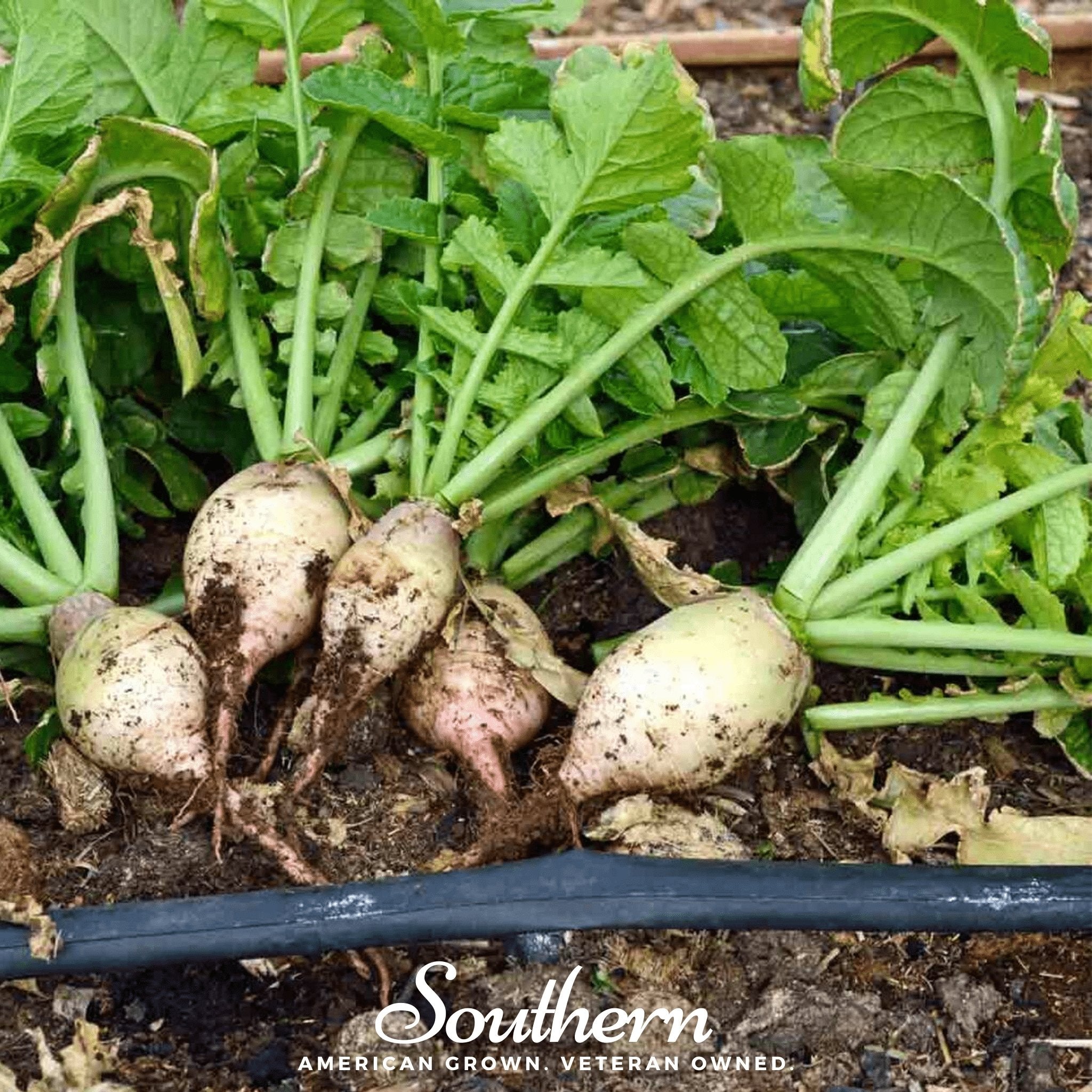 Seven Top Turnip – 100 Seeds Southern Seeds