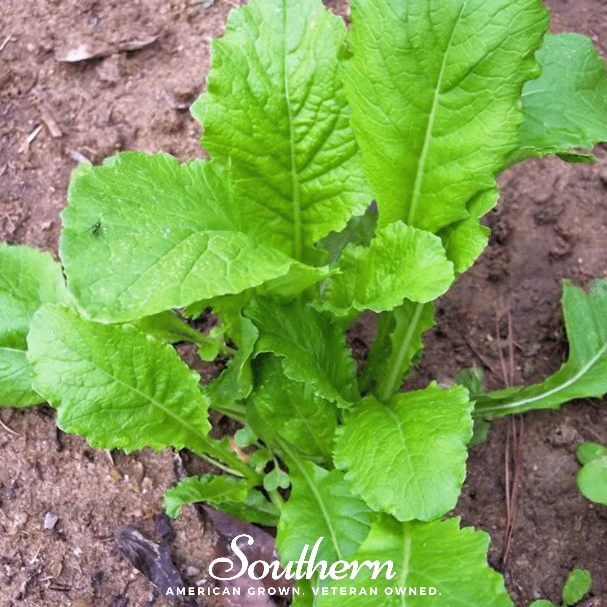 Seven Top Turnip – 100 Seeds Southern Seeds