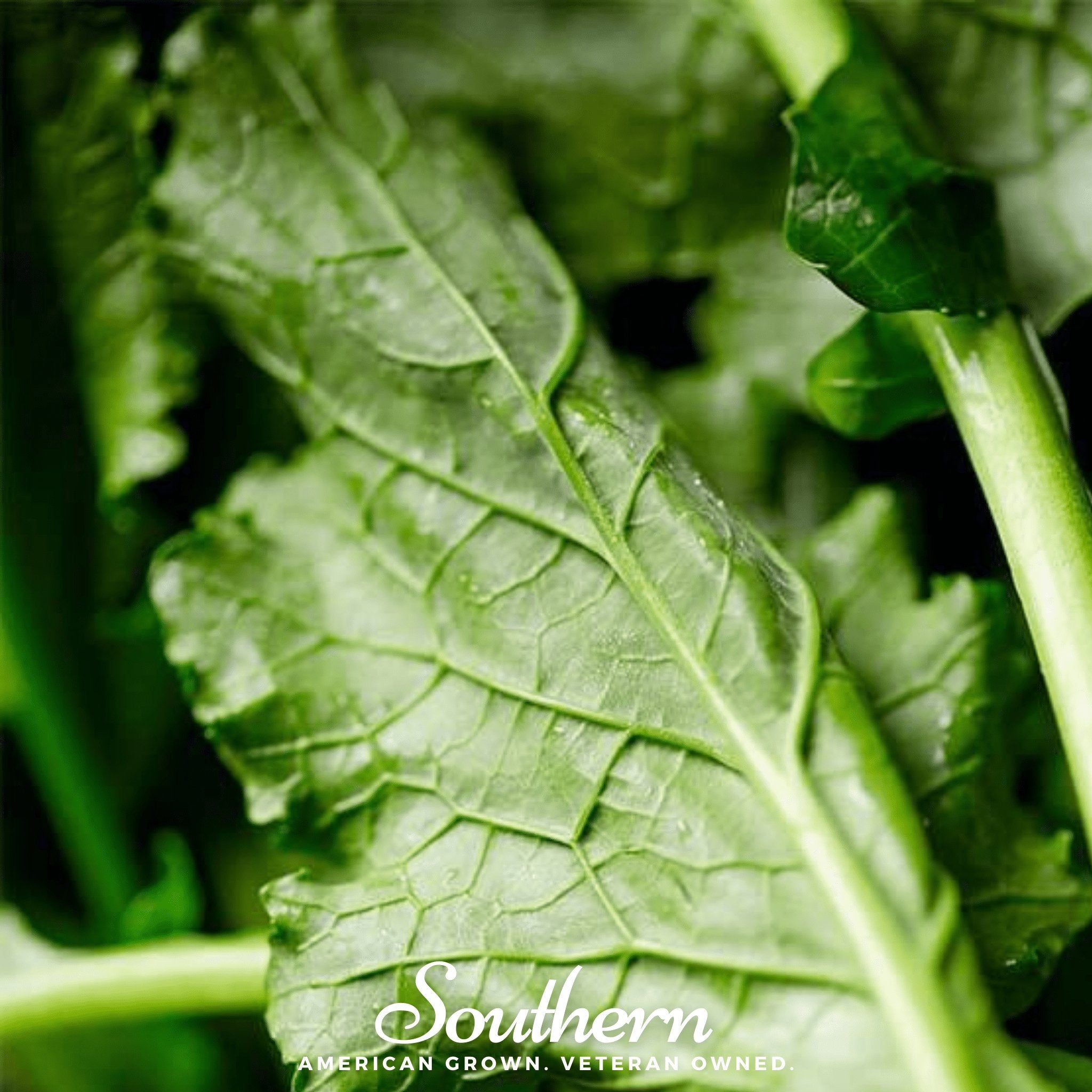 Seven Top Turnip – 100 Seeds Southern Seeds