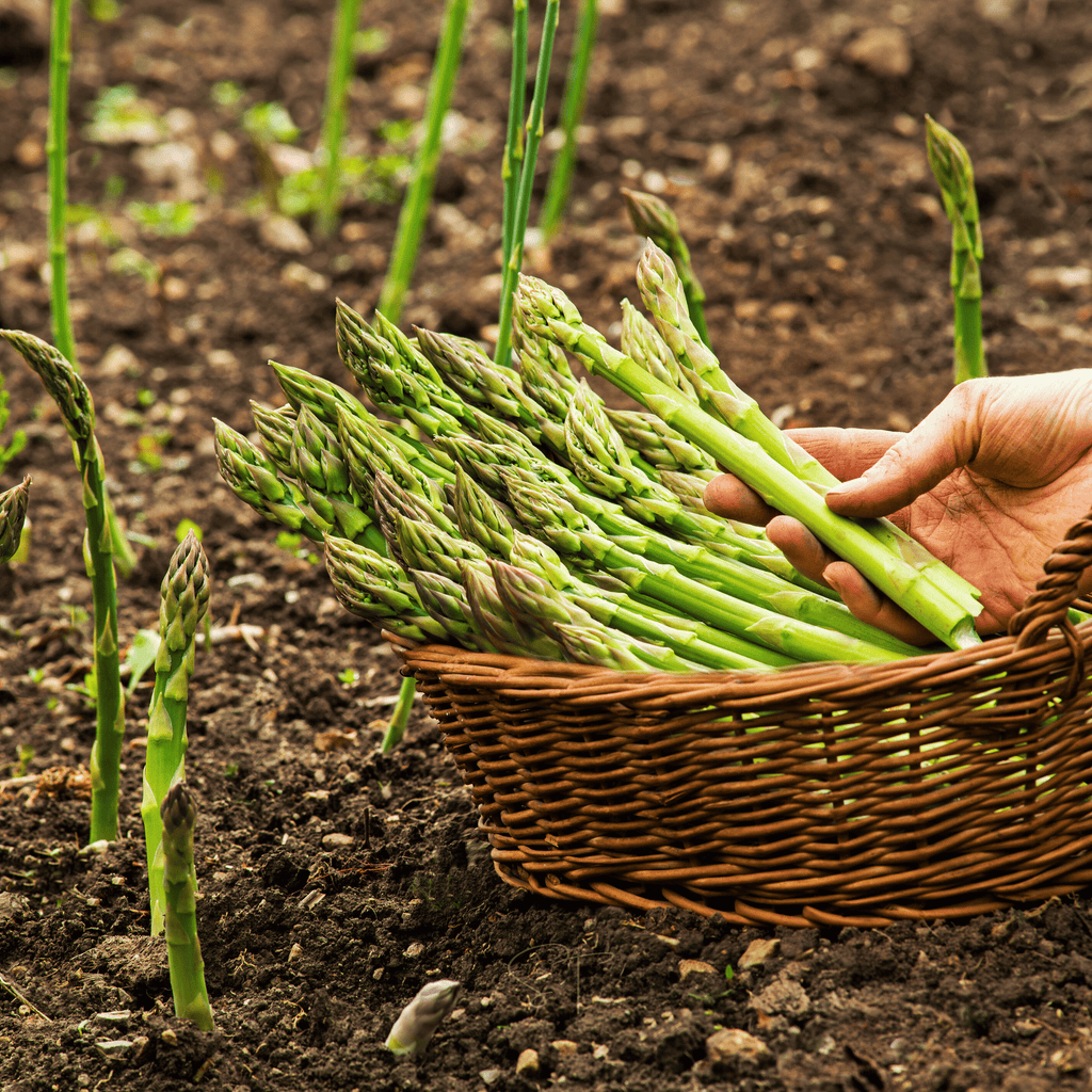 UC157 F2 Asparagus – 50 Seeds Southern Seeds