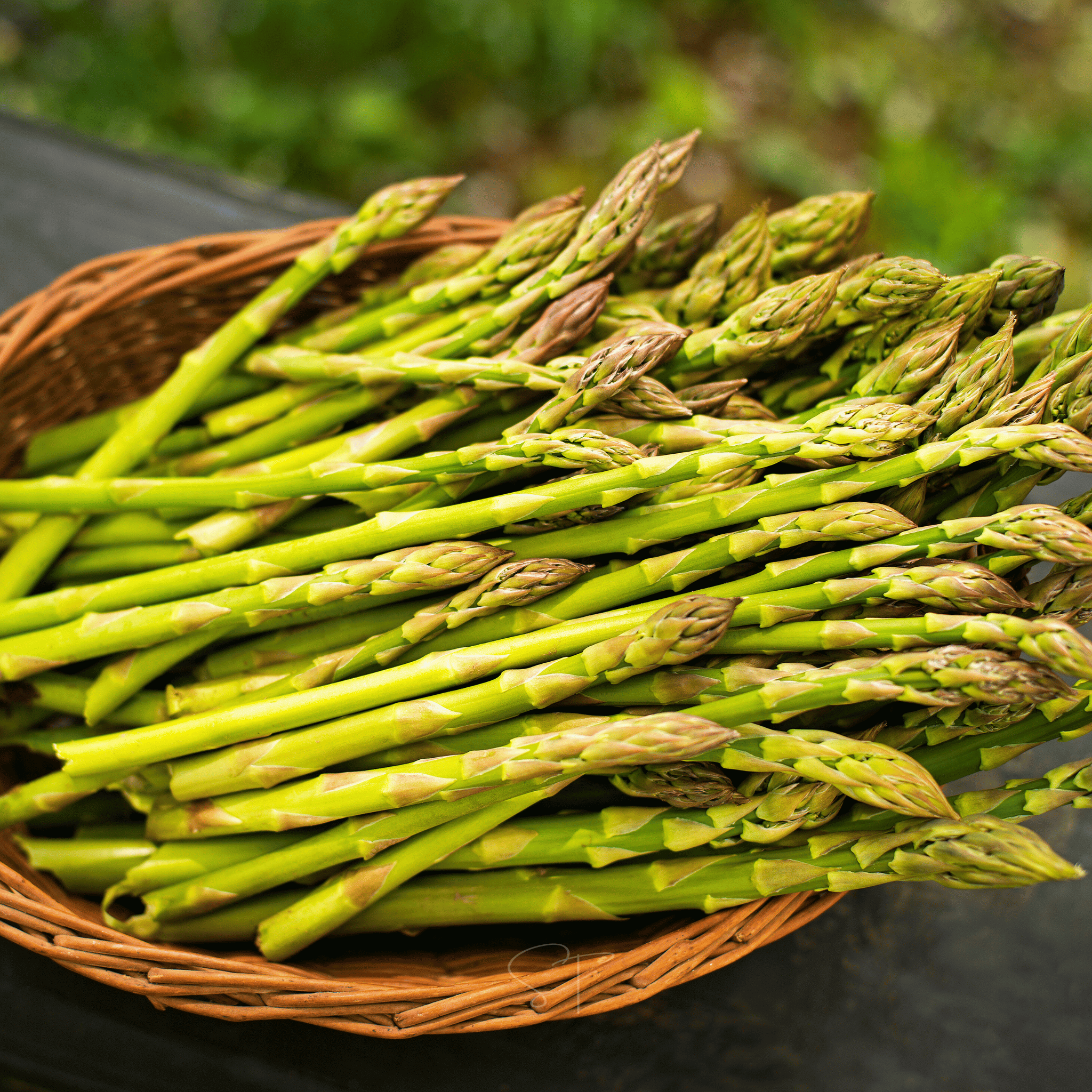 UC157 F2 Asparagus – 50 Seeds Southern Seeds