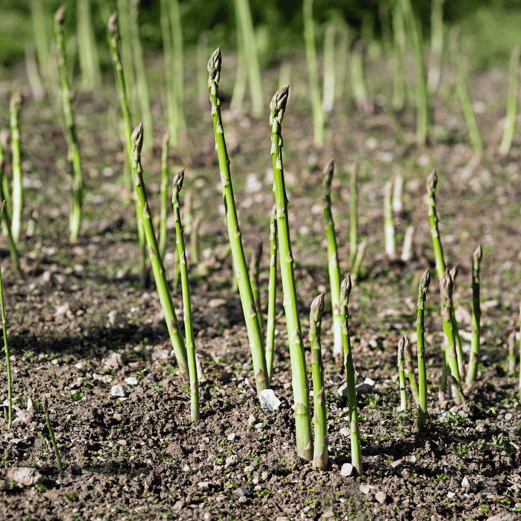 UC72 Asparagus – 50 Seeds Southern Seeds