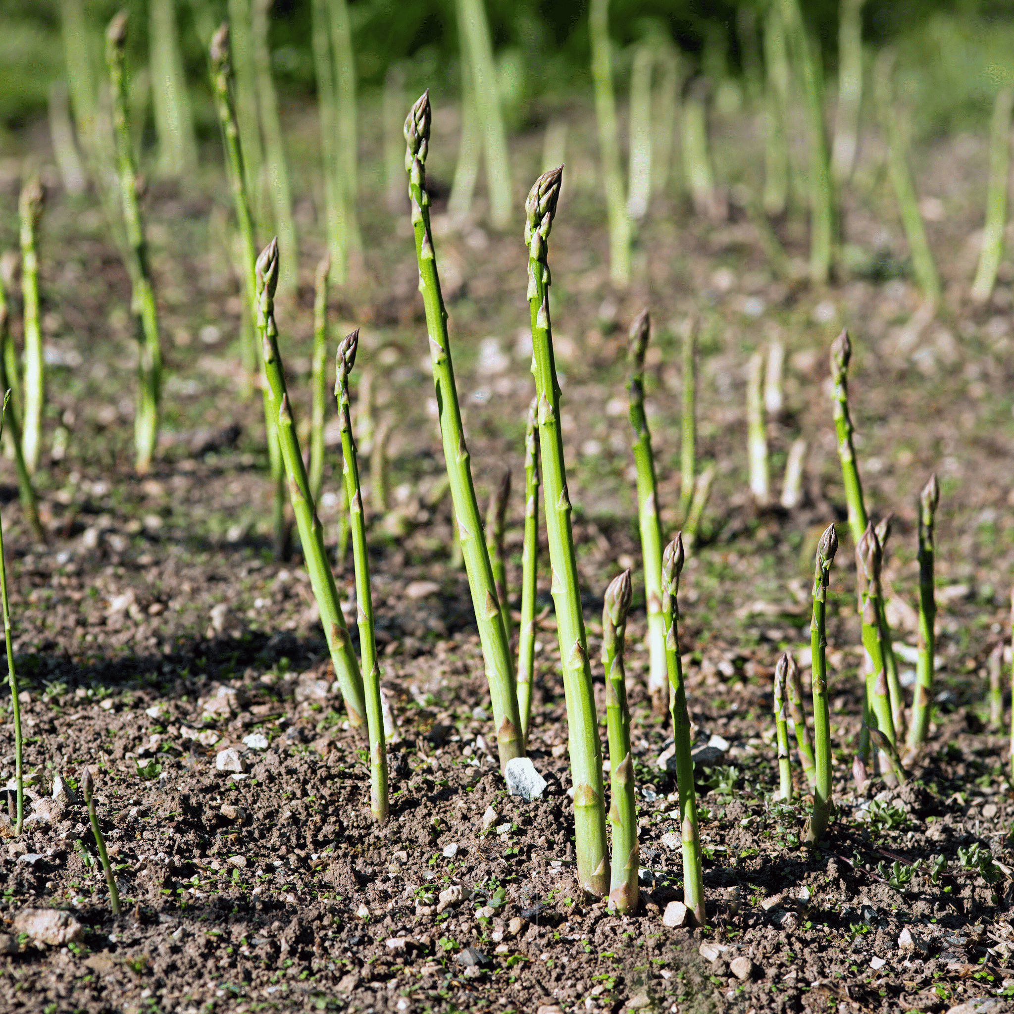 UC72 Asparagus – 50 Seeds Southern Seeds