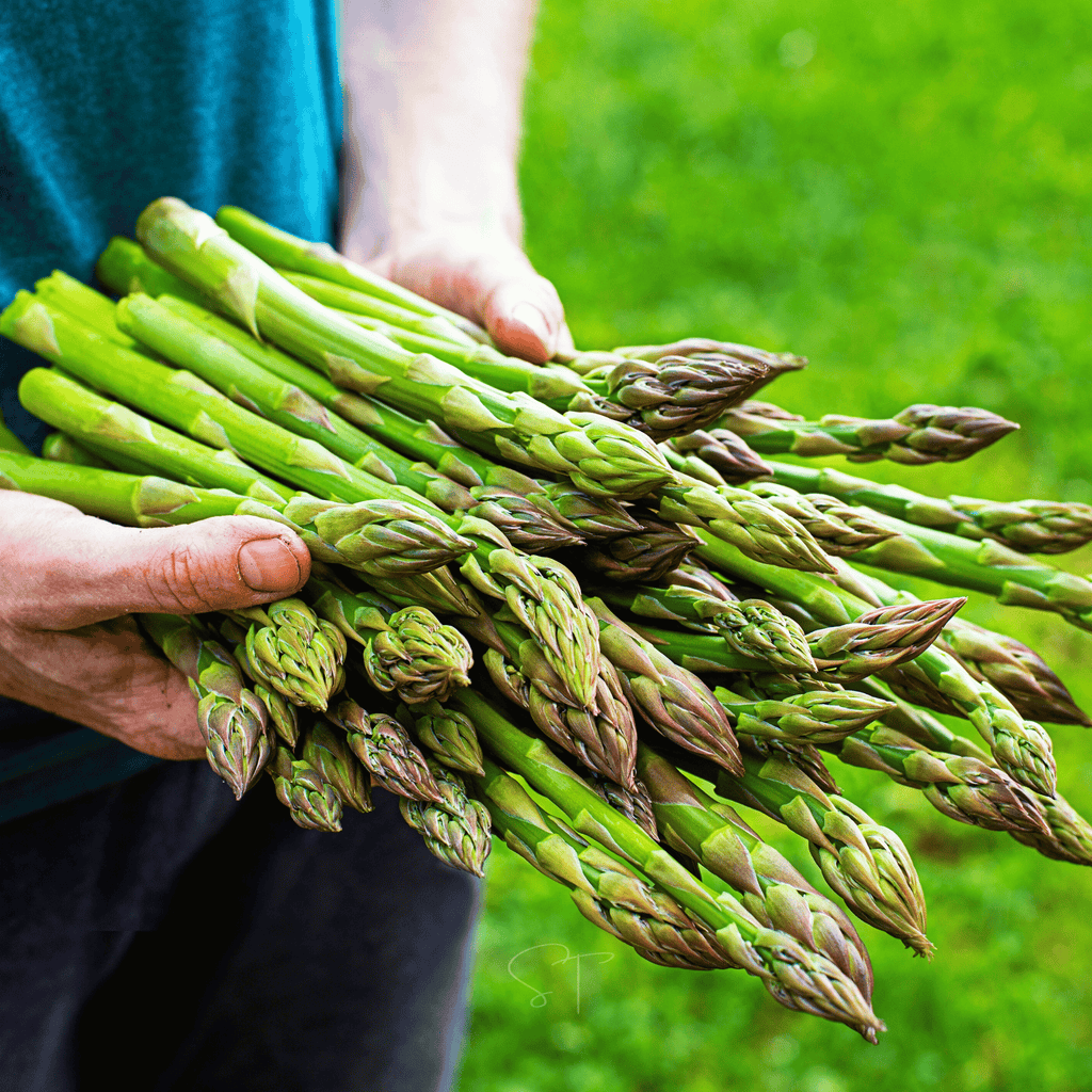 UC72 Asparagus – 50 Seeds Southern Seeds