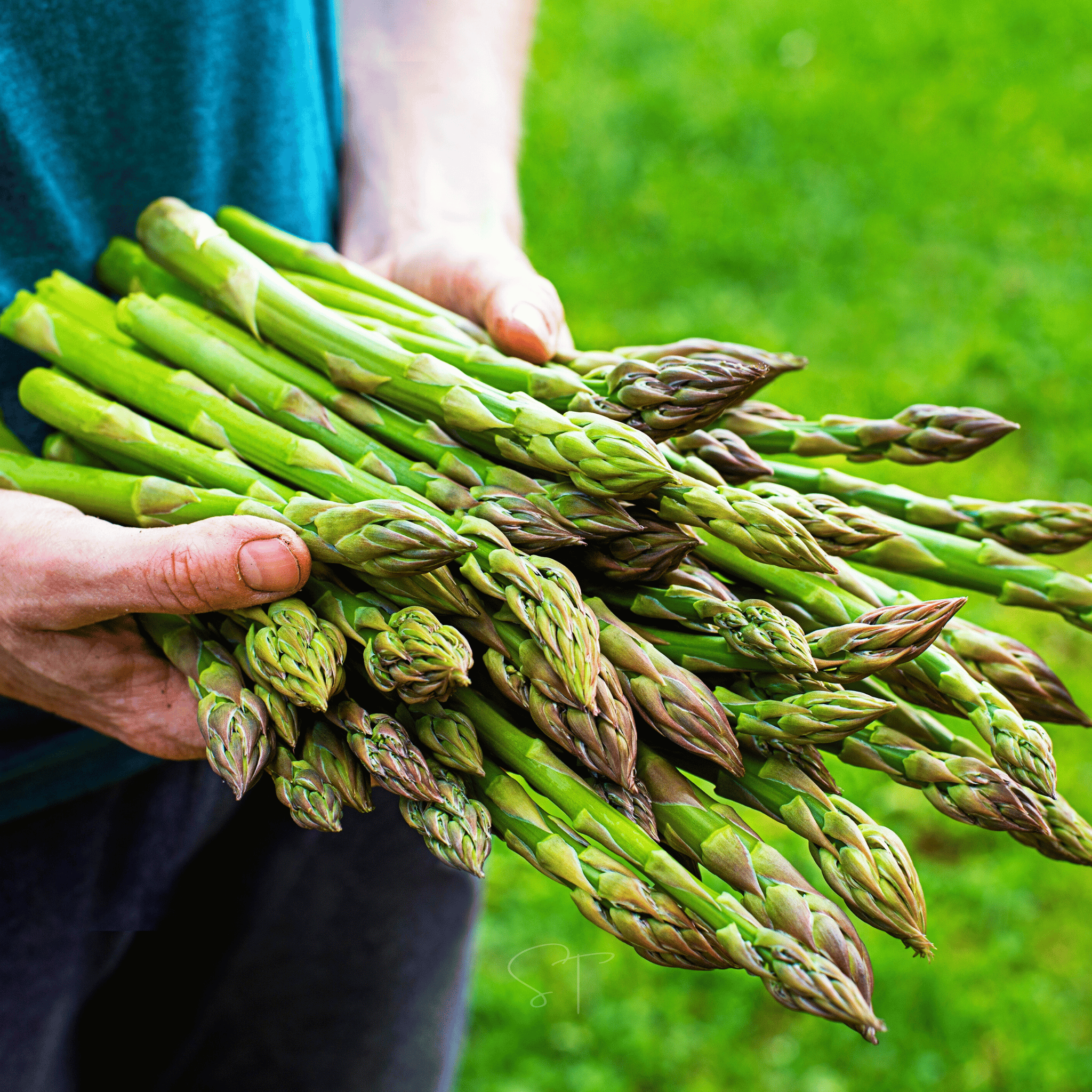 UC72 Asparagus – 50 Seeds Southern Seeds