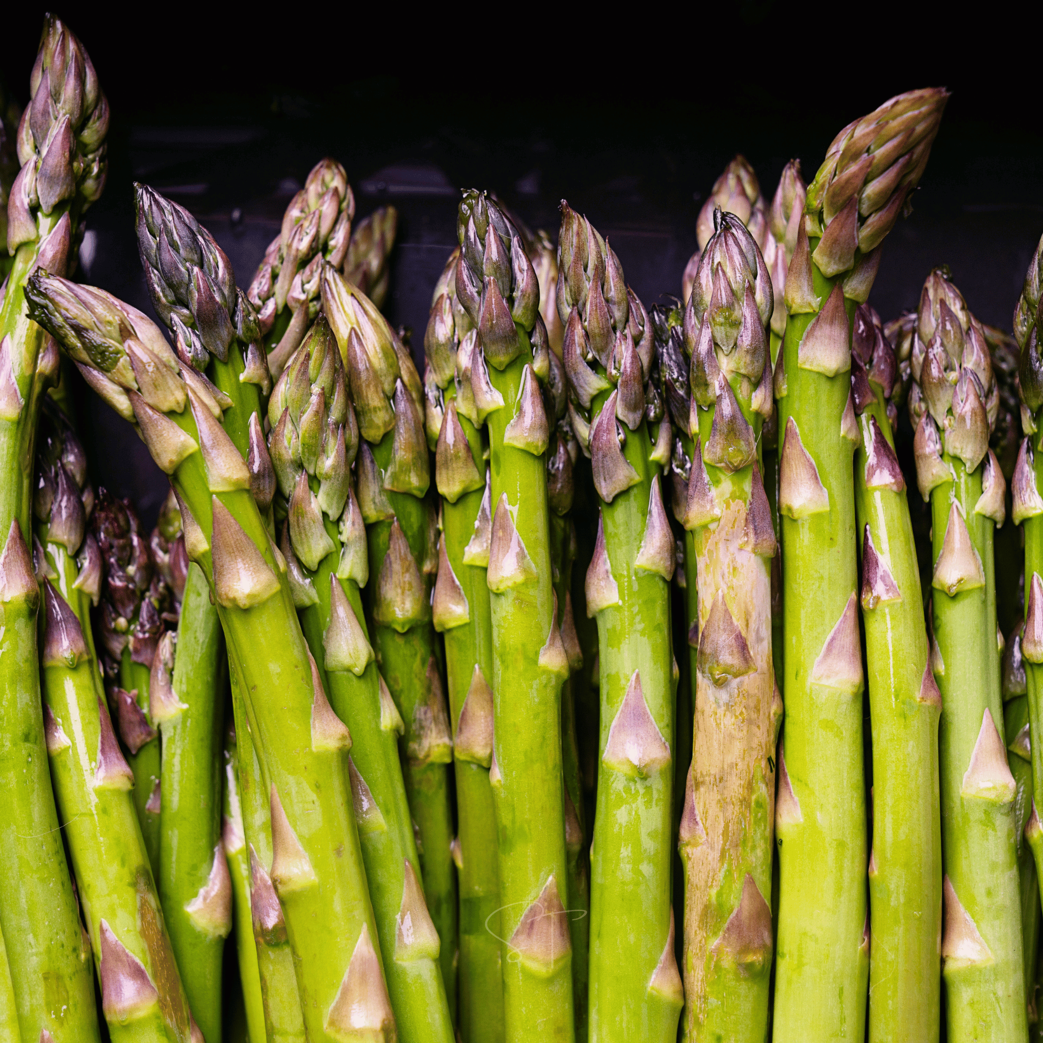 UC72 Asparagus – 50 Seeds Southern Seeds
