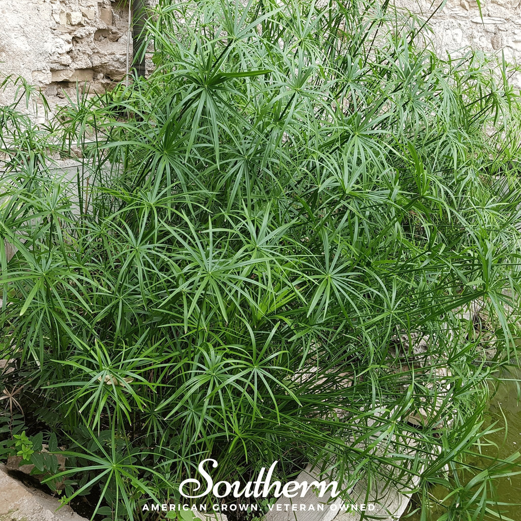 Umbrella Plant – 50 Seeds Southern Seeds