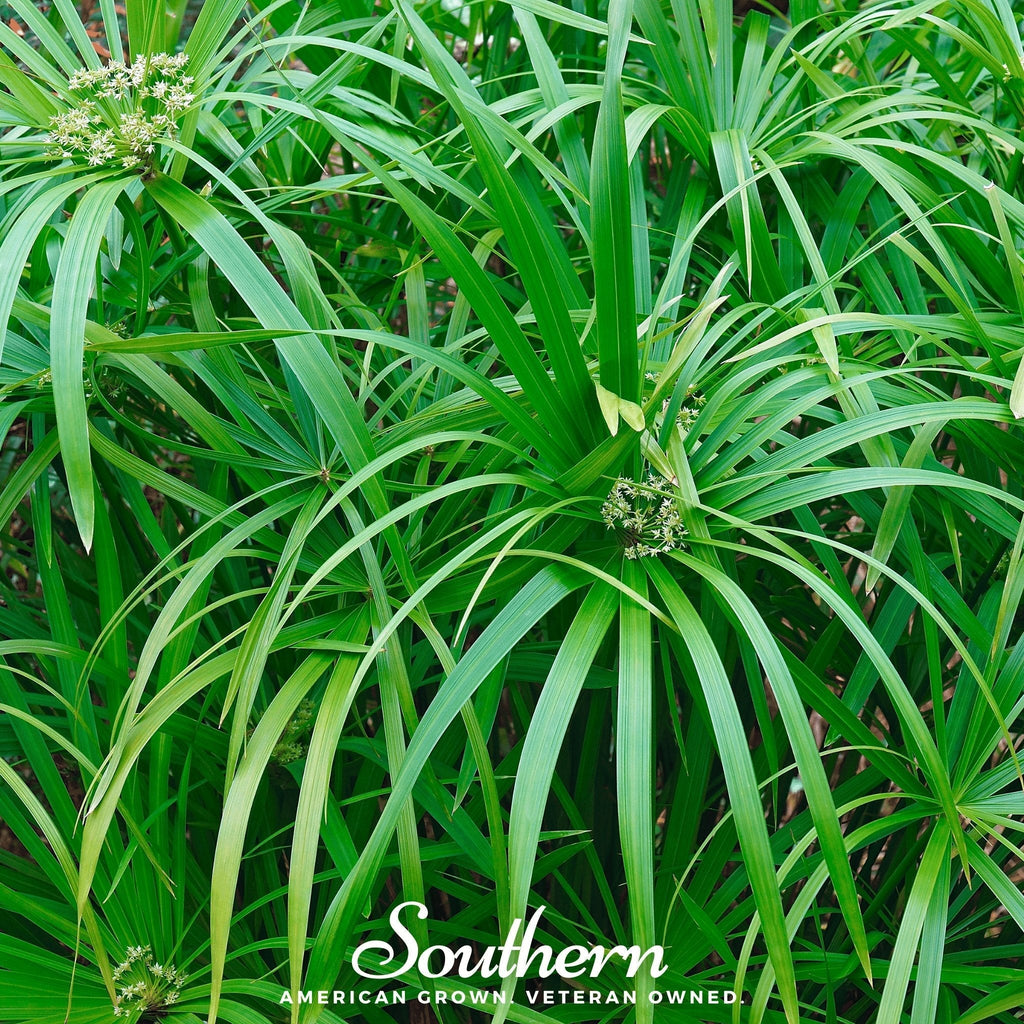 Umbrella Plant – 50 Seeds Southern Seeds