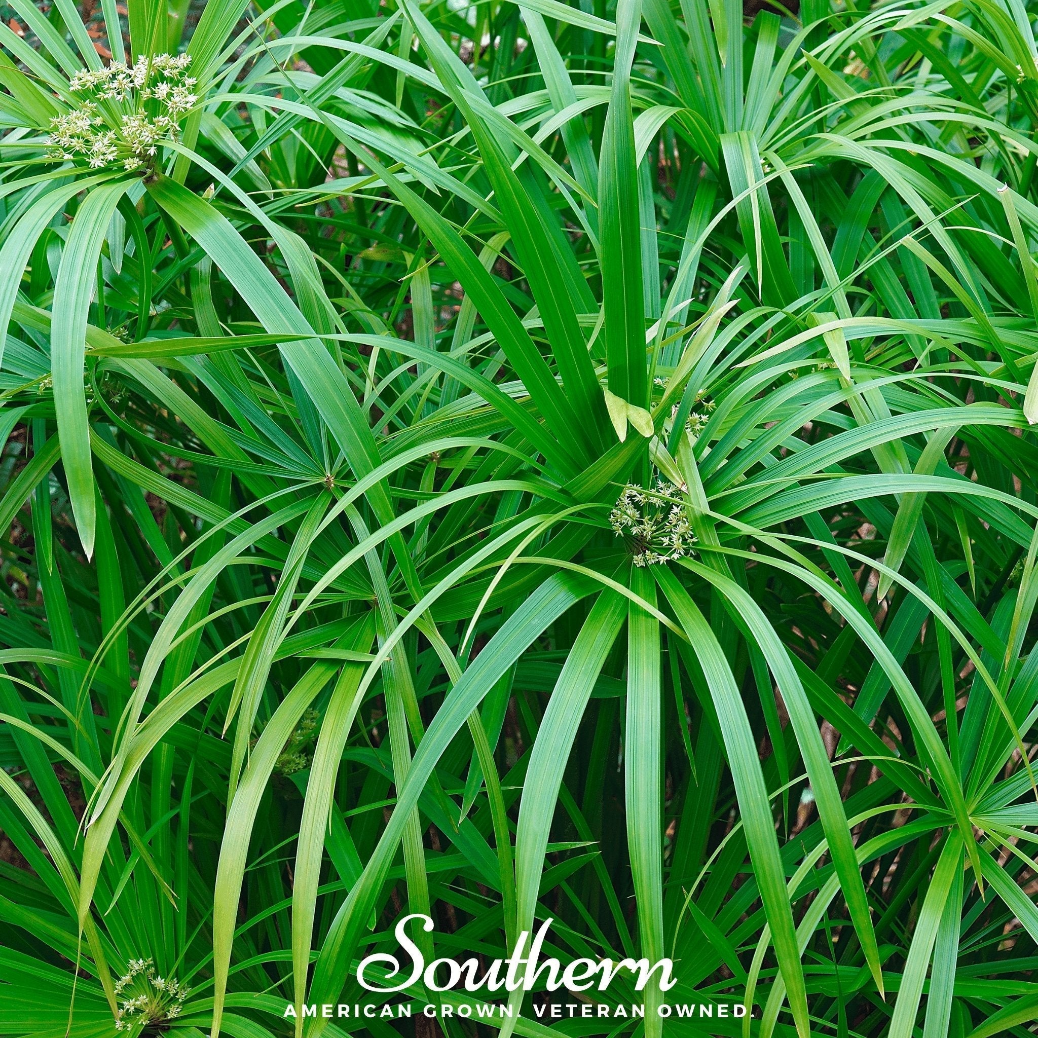 Umbrella Plant – 50 Seeds Southern Seeds
