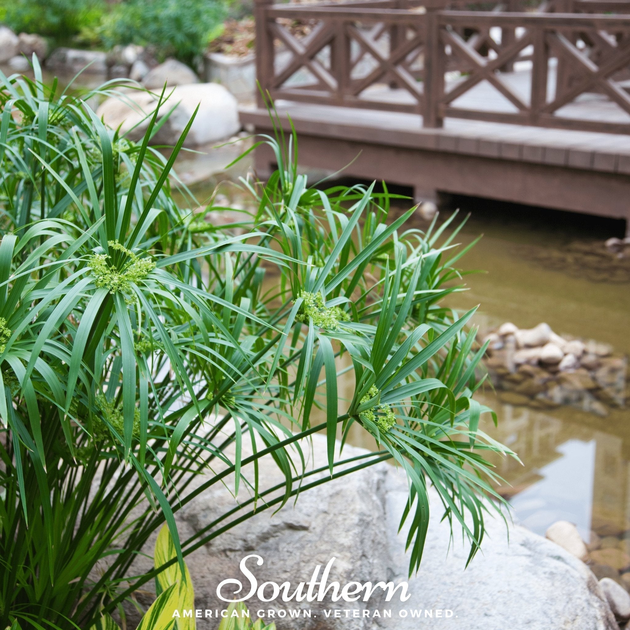 Umbrella Plant – 50 Seeds Southern Seeds