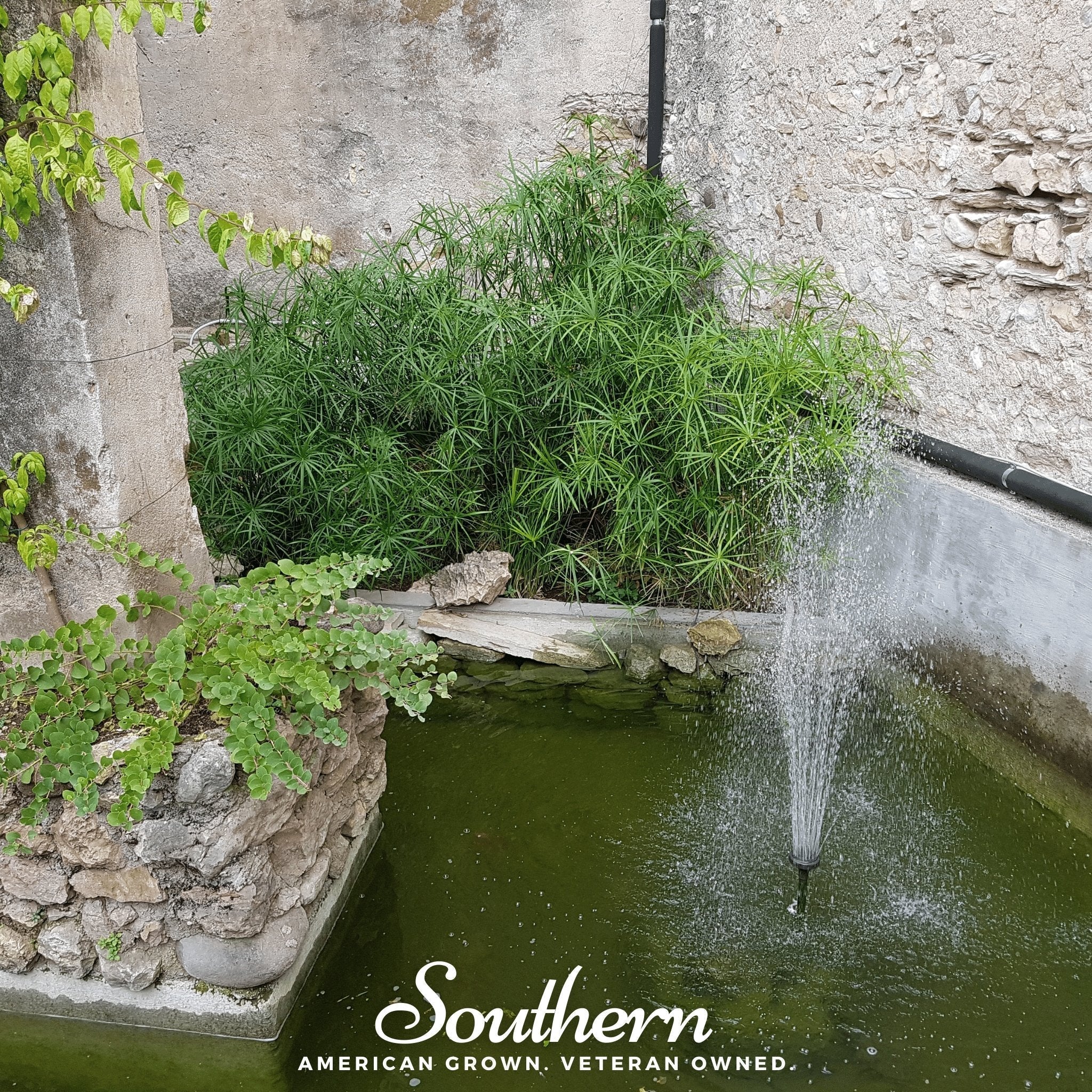 Umbrella Plant – 50 Seeds Southern Seeds
