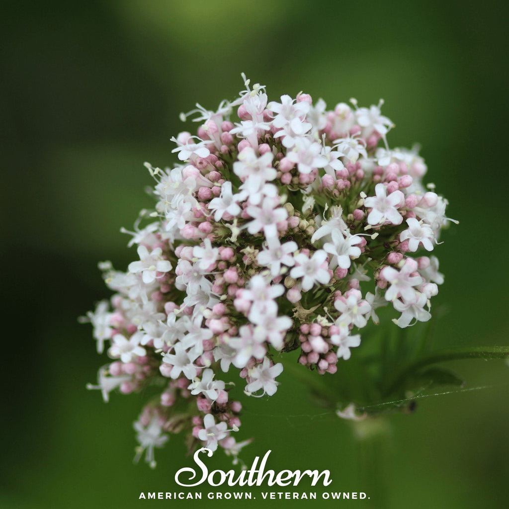 Valerian – 100 Seeds Southern Seeds