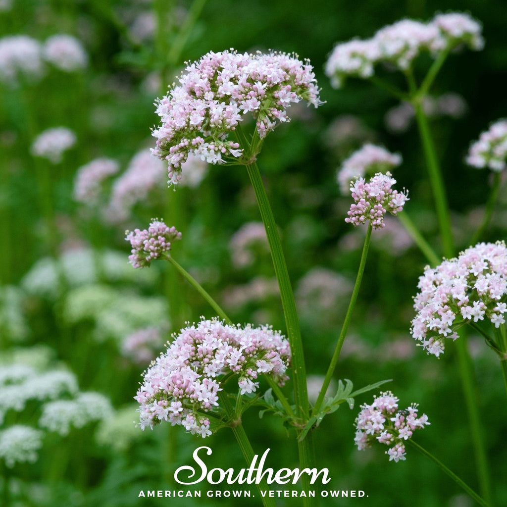 Valerian – 100 Seeds Southern Seeds