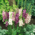 Verbascum Mullein Mix – 100 Seeds Southern Seeds