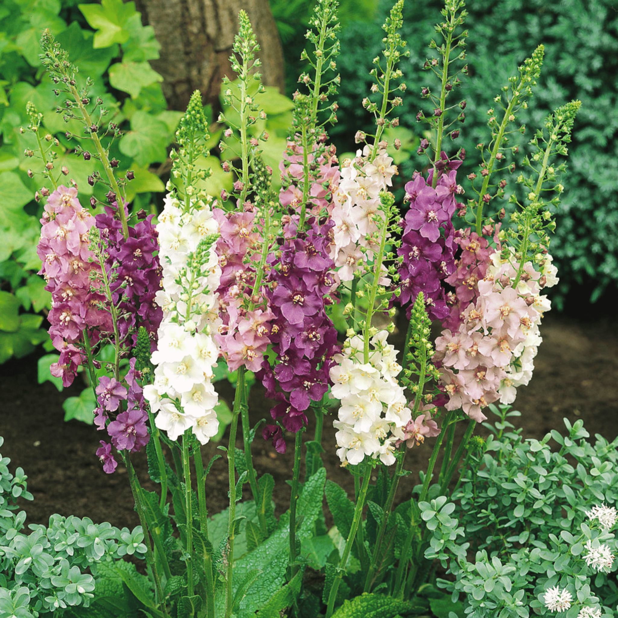Verbascum Mullein Mix – 100 Seeds Southern Seeds