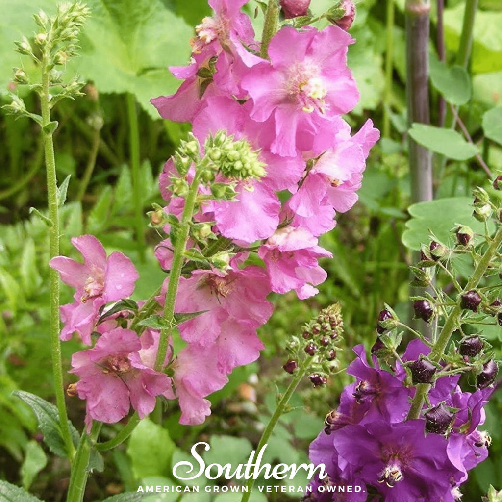 Verbascum Mullein Mix – 100 Seeds Southern Seeds