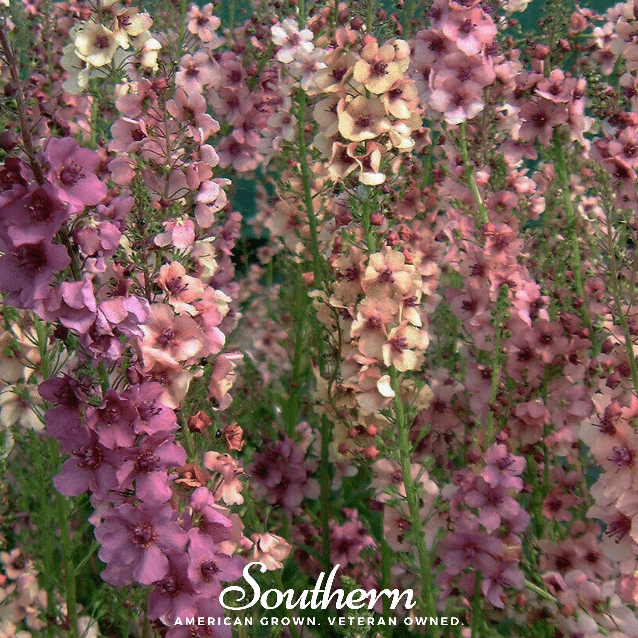 Verbascum Mullein Mix – 100 Seeds Southern Seeds