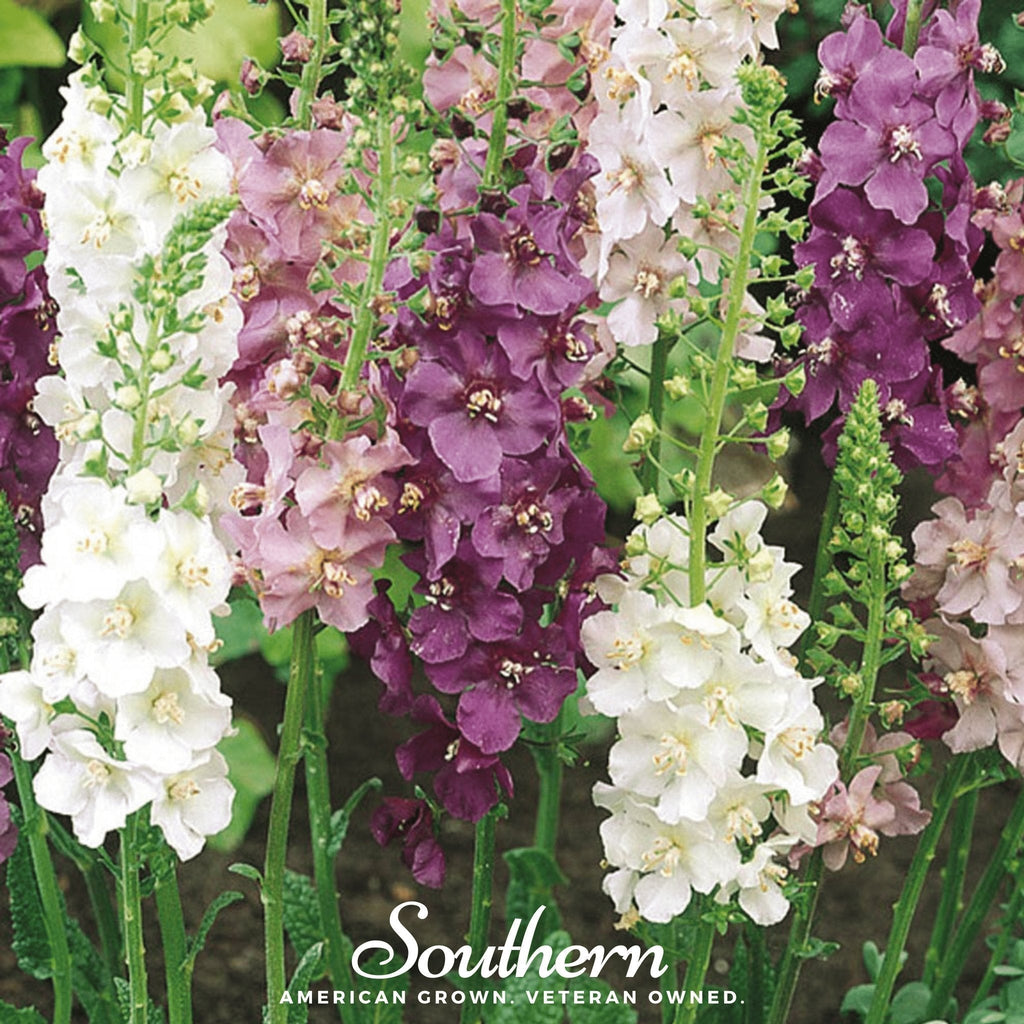 Verbascum Mullein Mix – 100 Seeds Southern Seeds