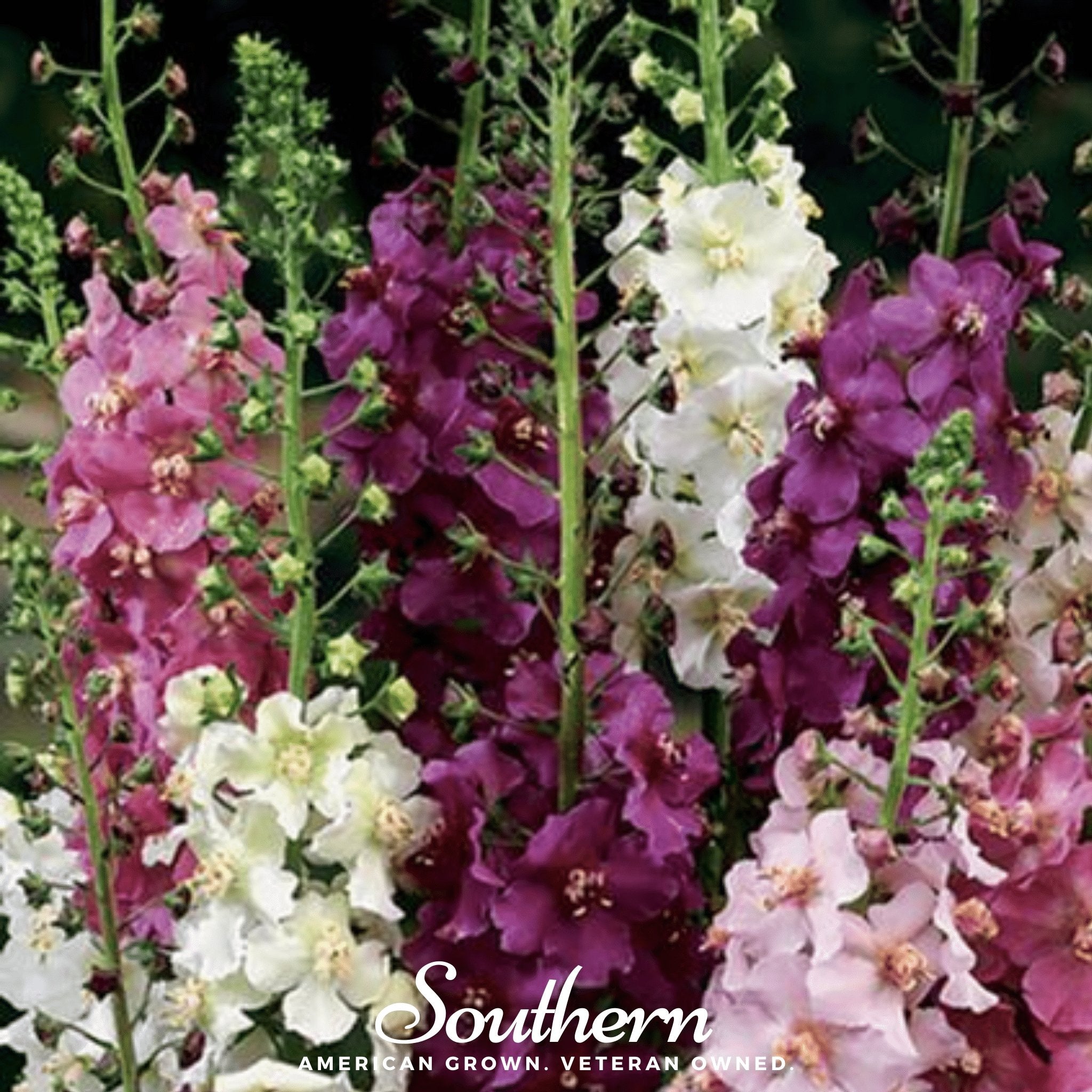 Verbascum Mullein Mix – 100 Seeds Southern Seeds