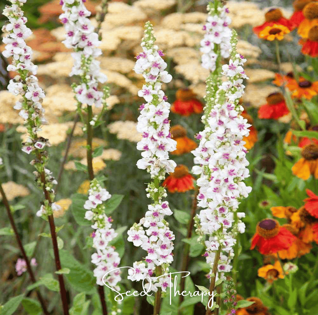 Wedding Candles Verbascum – 50 Seeds Southern Seeds
