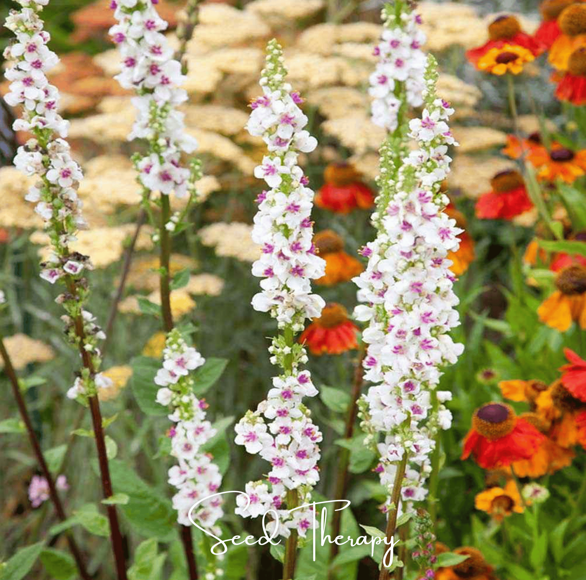 Wedding Candles Verbascum – 50 Seeds Southern Seeds