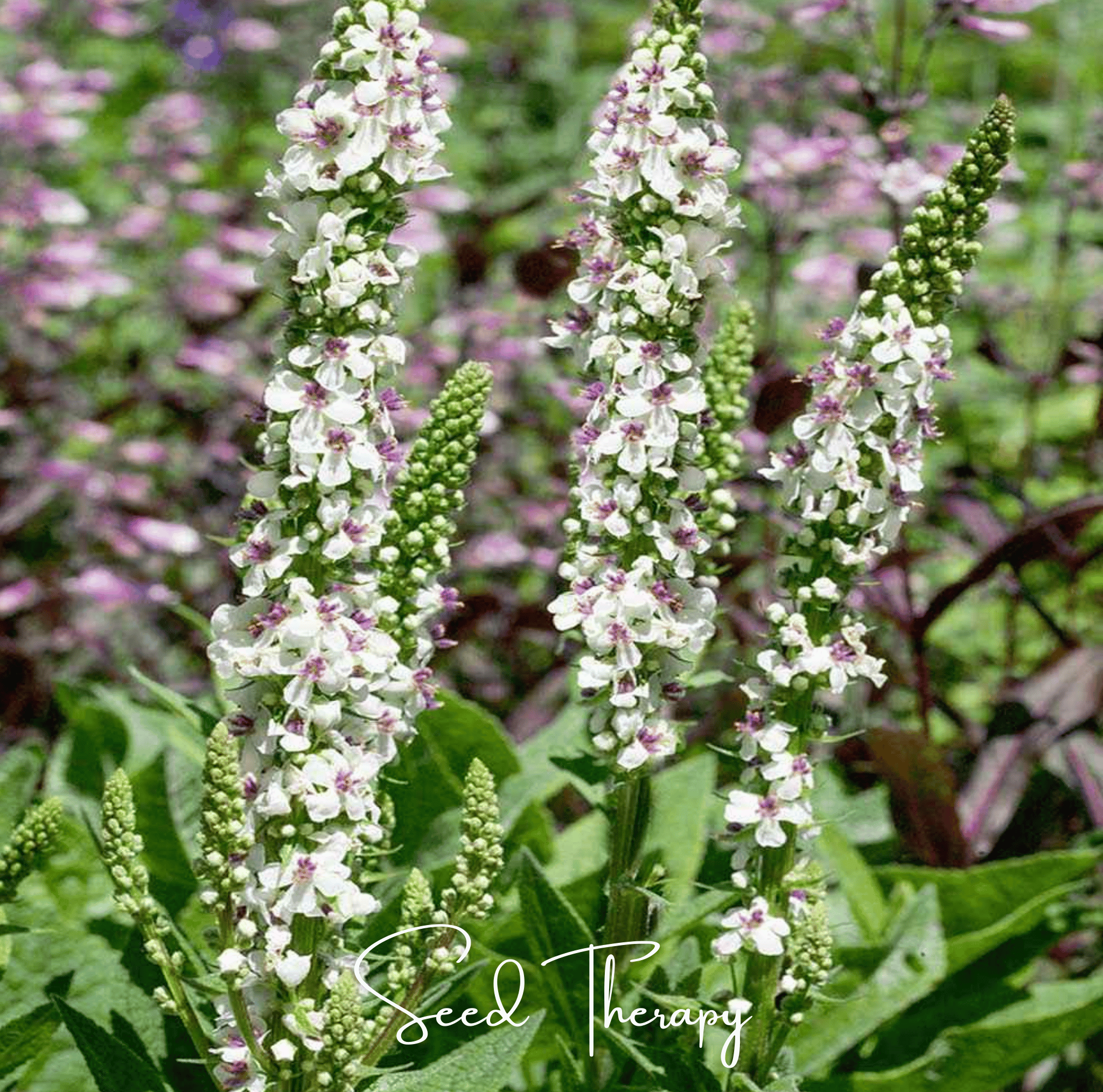 Wedding Candles Verbascum – 50 Seeds Southern Seeds