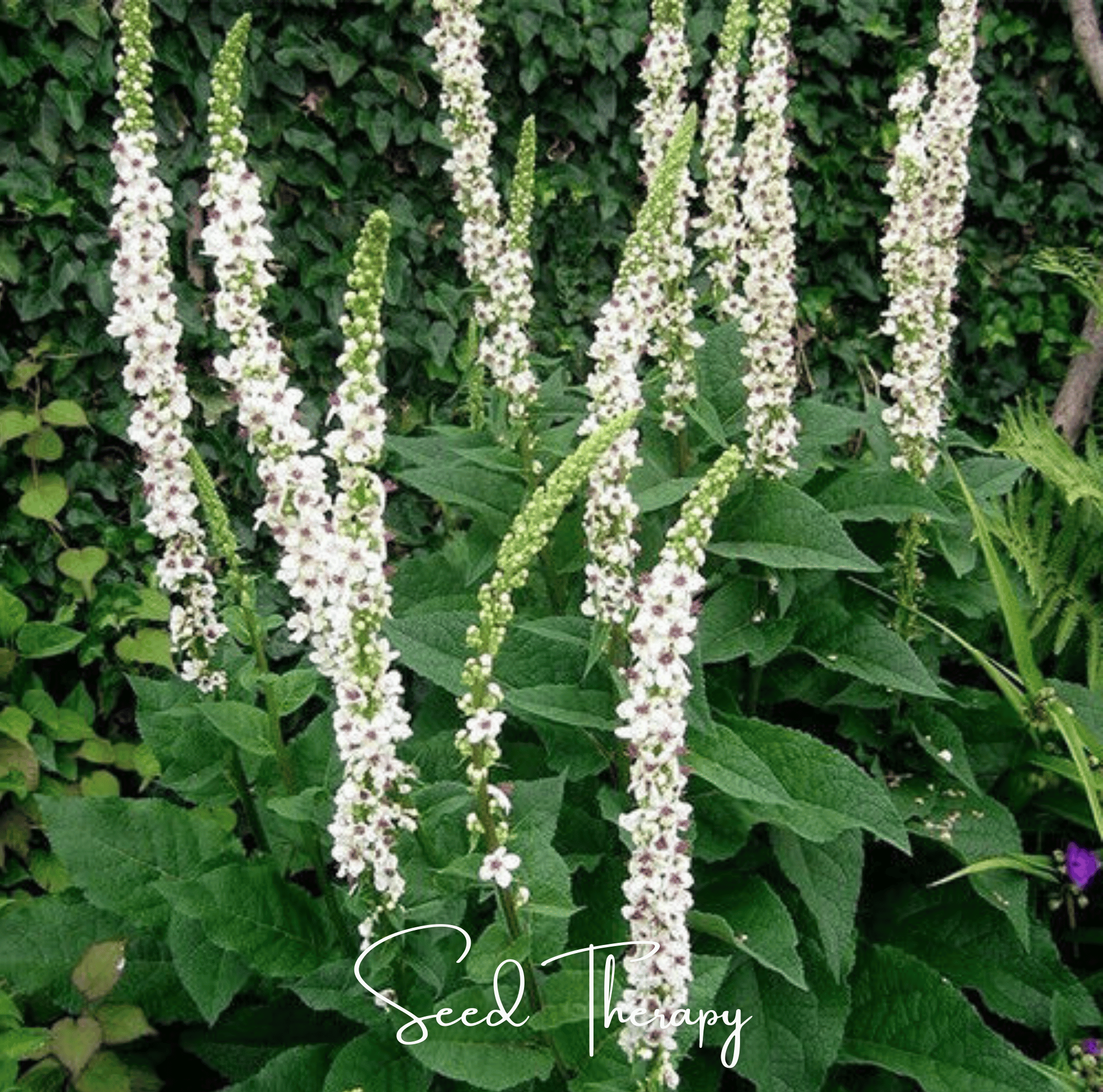 Wedding Candles Verbascum – 50 Seeds Southern Seeds