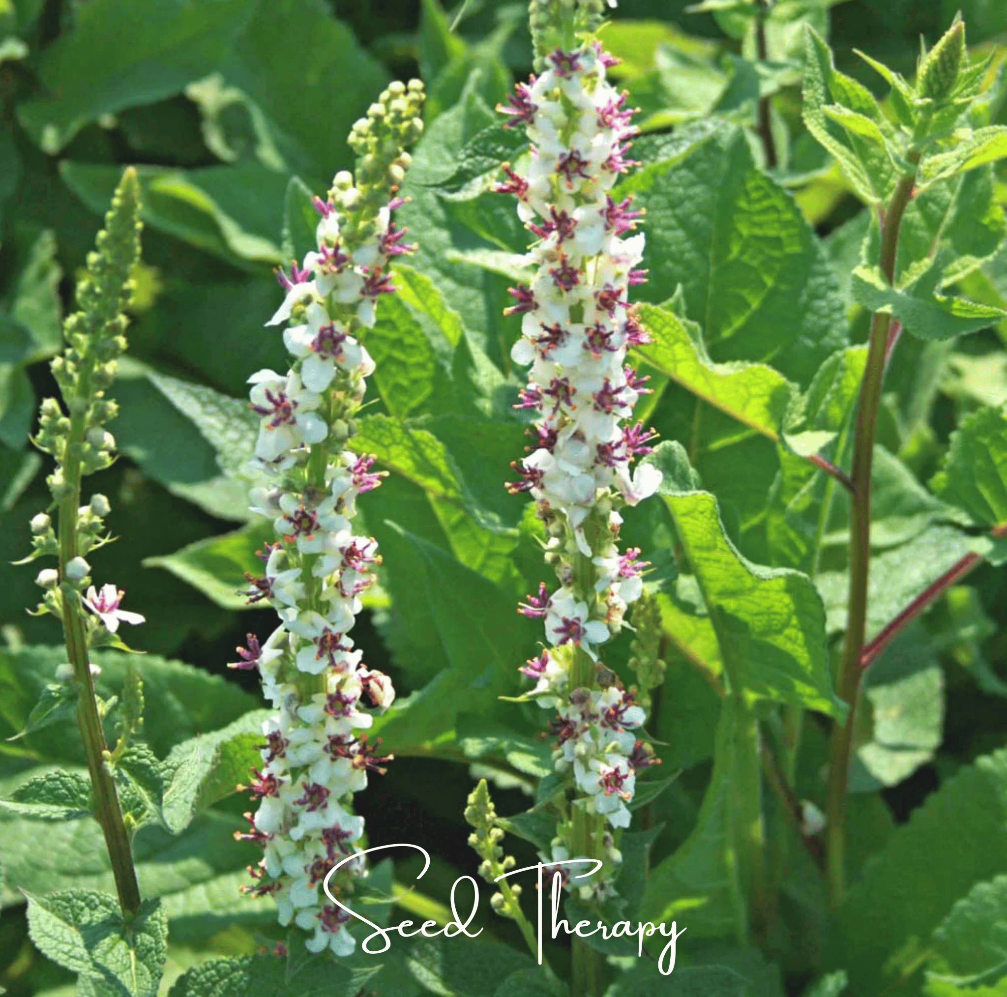 Wedding Candles Verbascum – 50 Seeds Southern Seeds