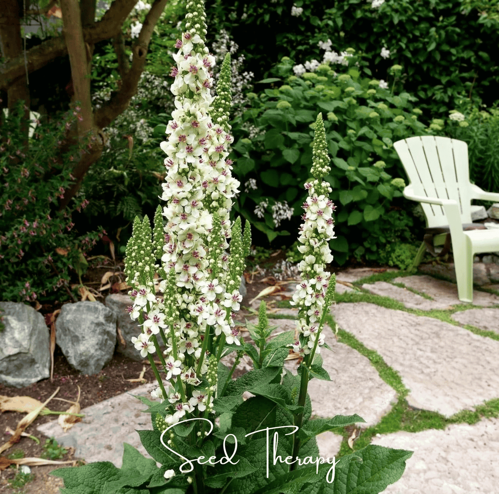 Wedding Candles Verbascum – 50 Seeds Southern Seeds