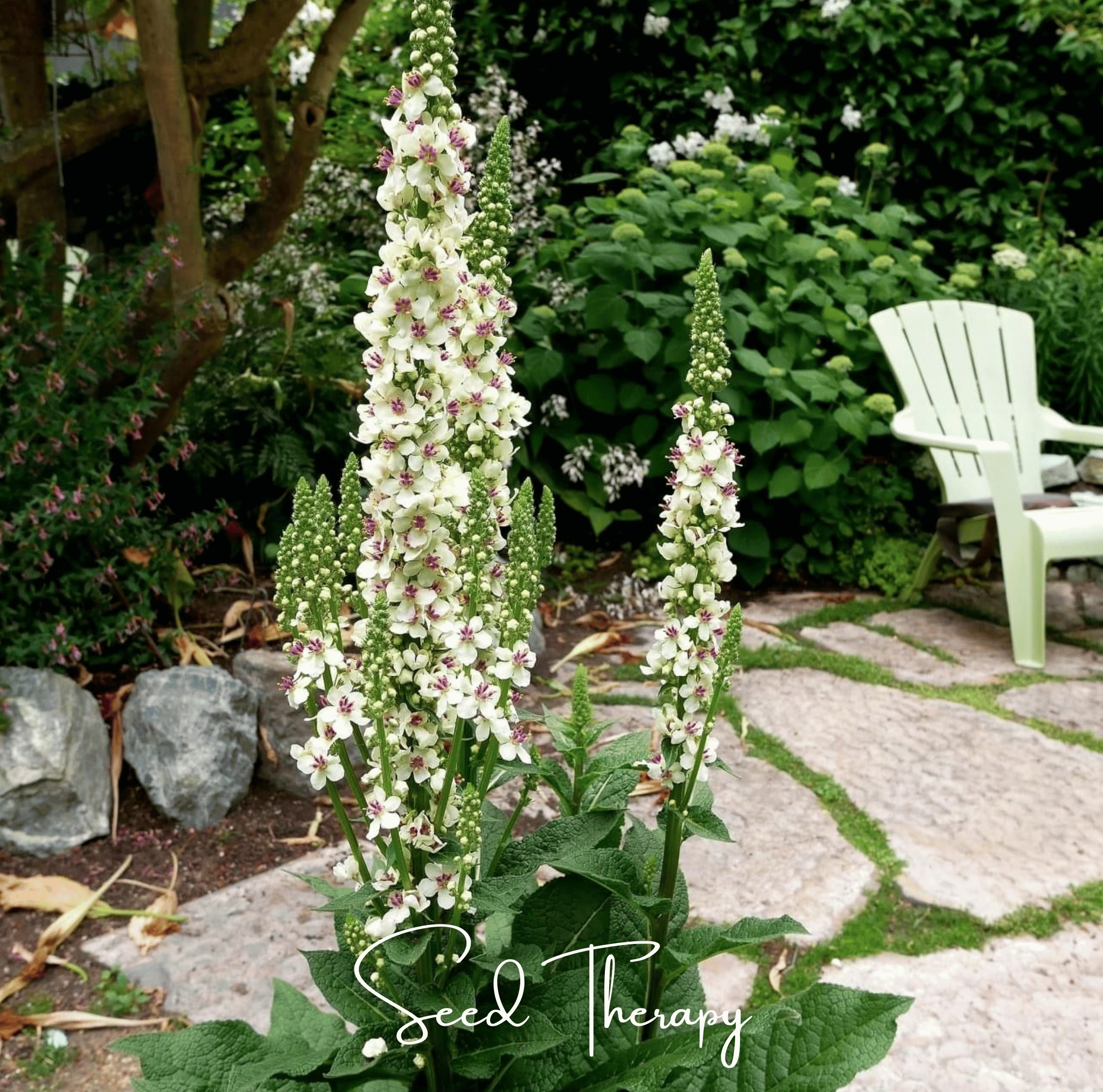 Wedding Candles Verbascum – 50 Seeds Southern Seeds