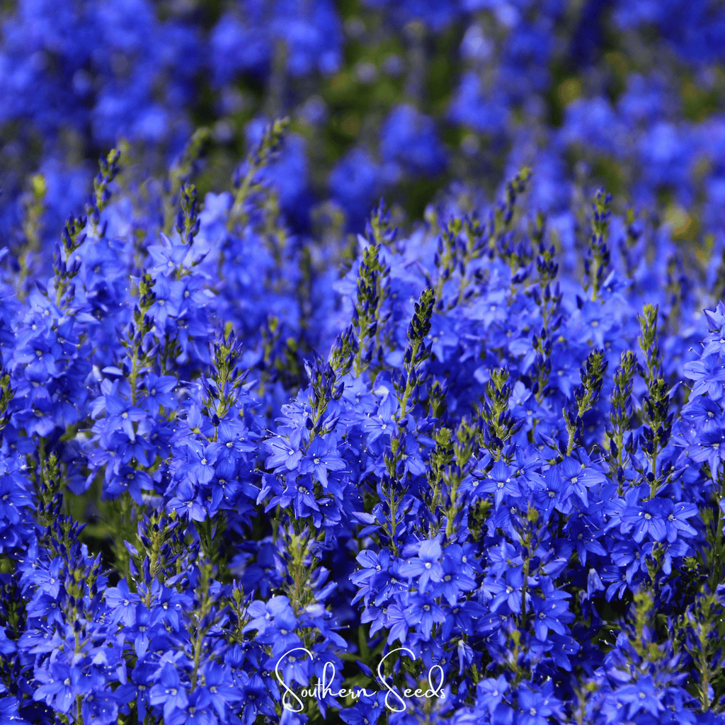 Royal Blue Veronica Speedwell – 50 Seeds Southern Seeds