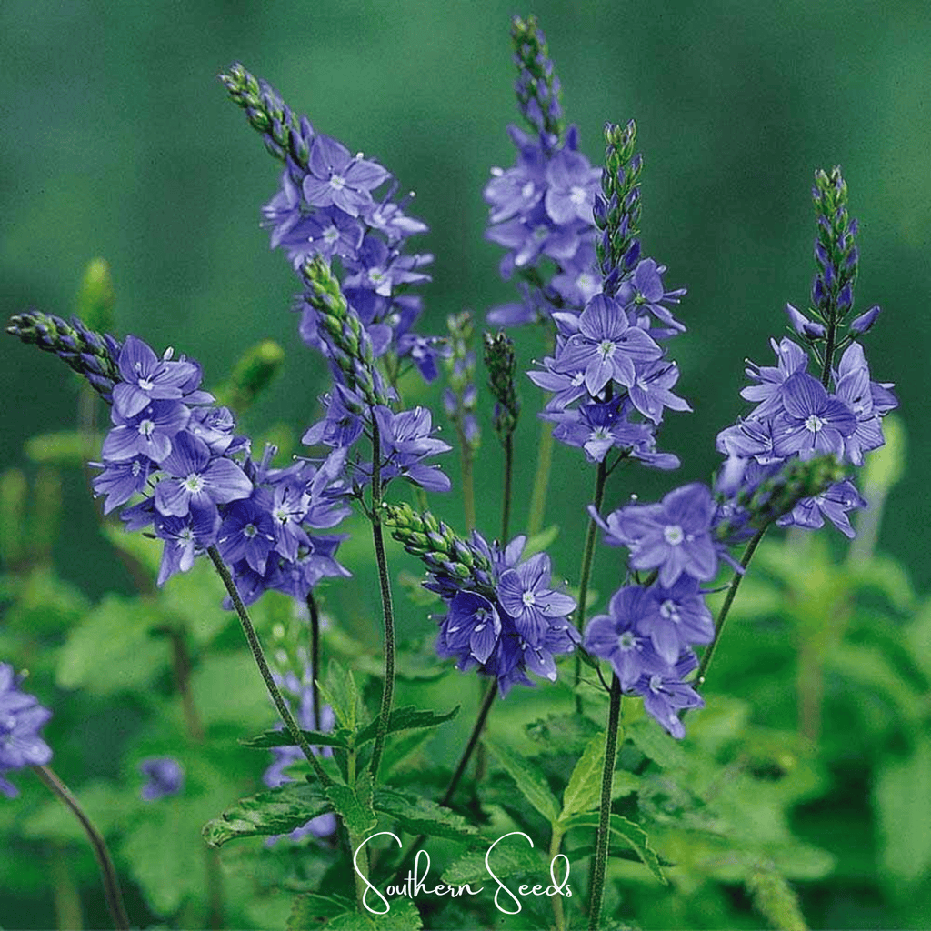 Royal Blue Veronica Speedwell – 50 Seeds Southern Seeds