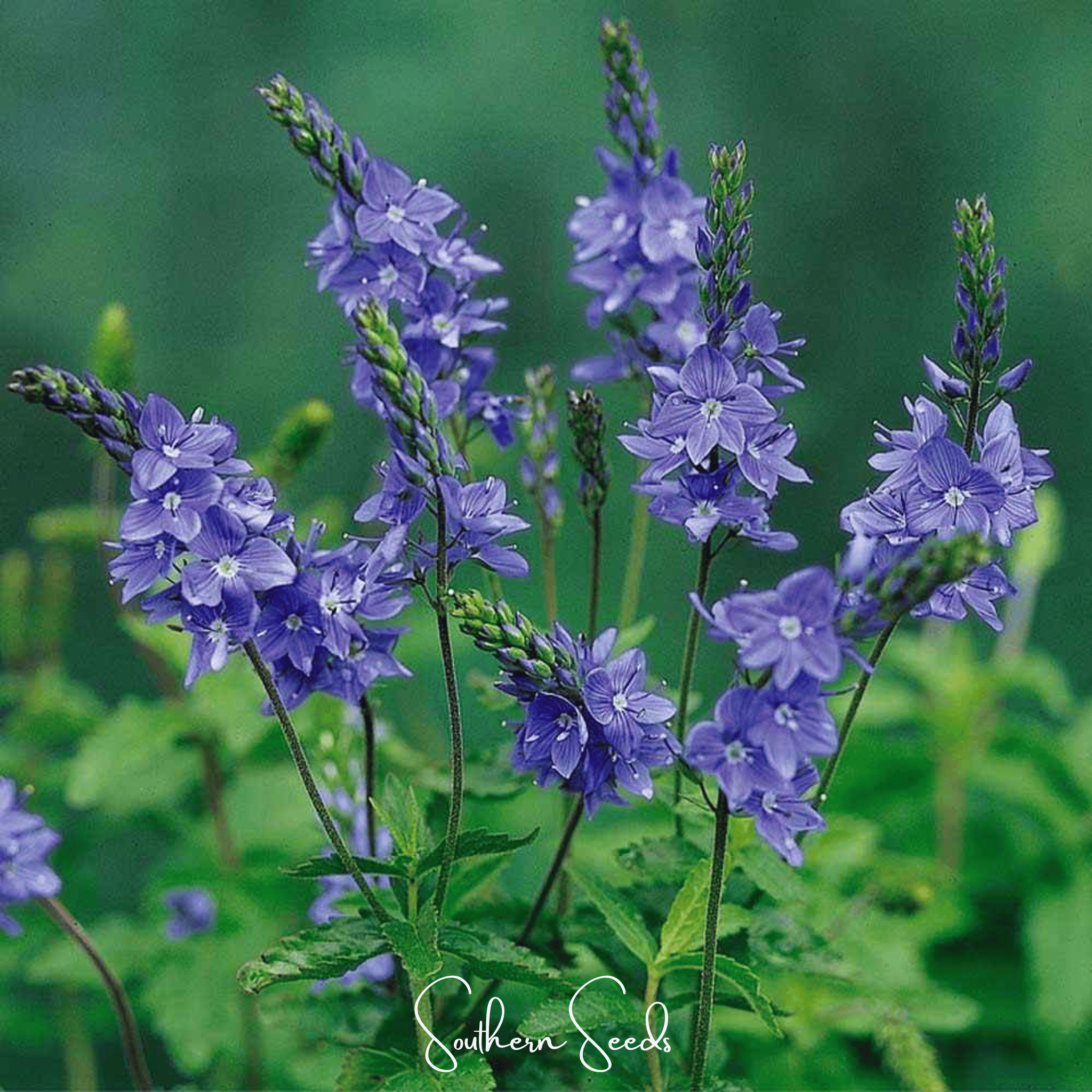 Royal Blue Veronica Speedwell – 50 Seeds Southern Seeds