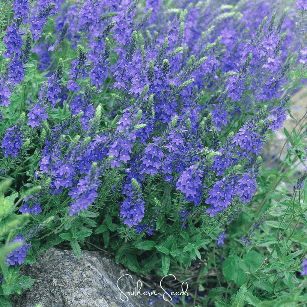 Royal Blue Veronica Speedwell – 50 Seeds Southern Seeds