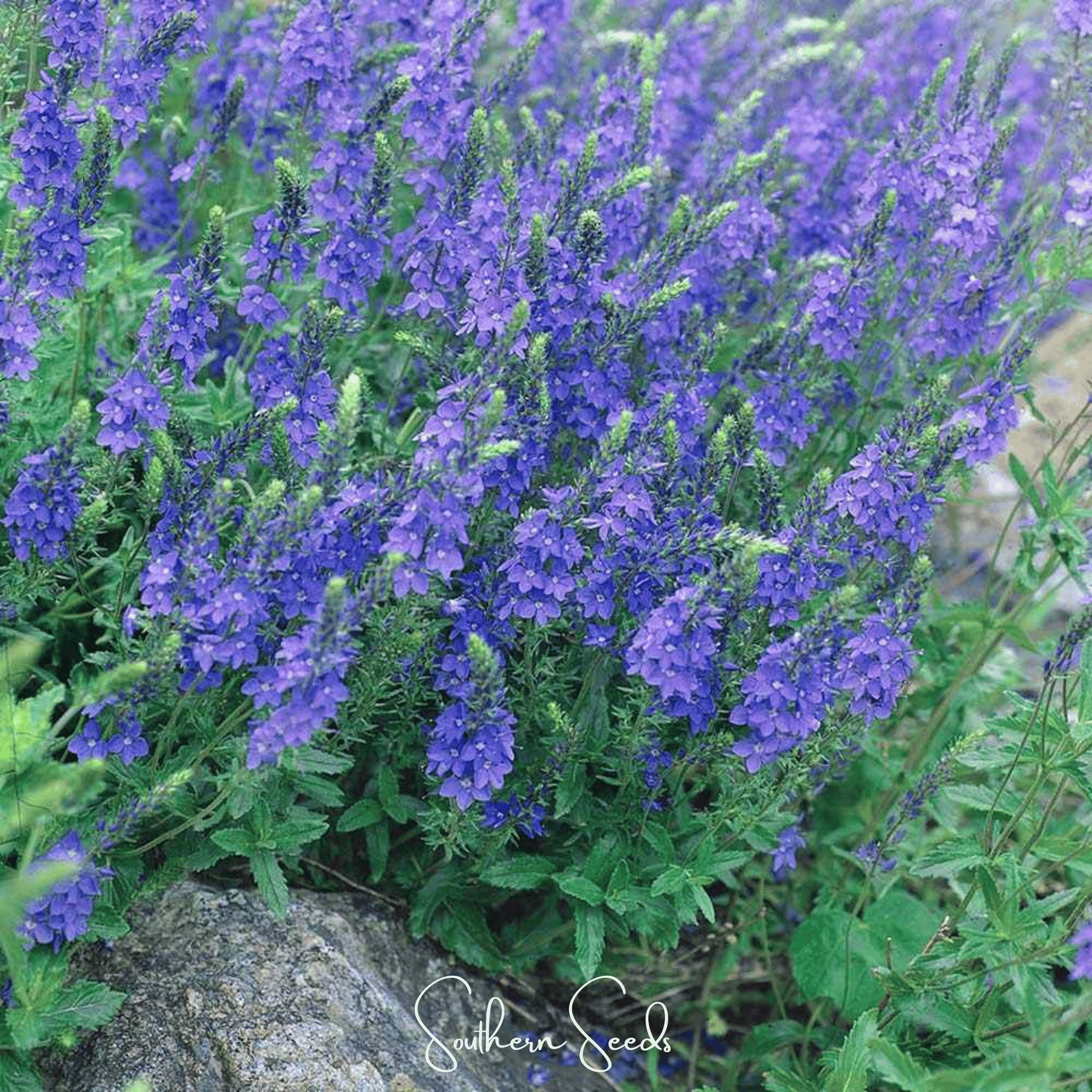 Royal Blue Veronica Speedwell – 50 Seeds Southern Seeds