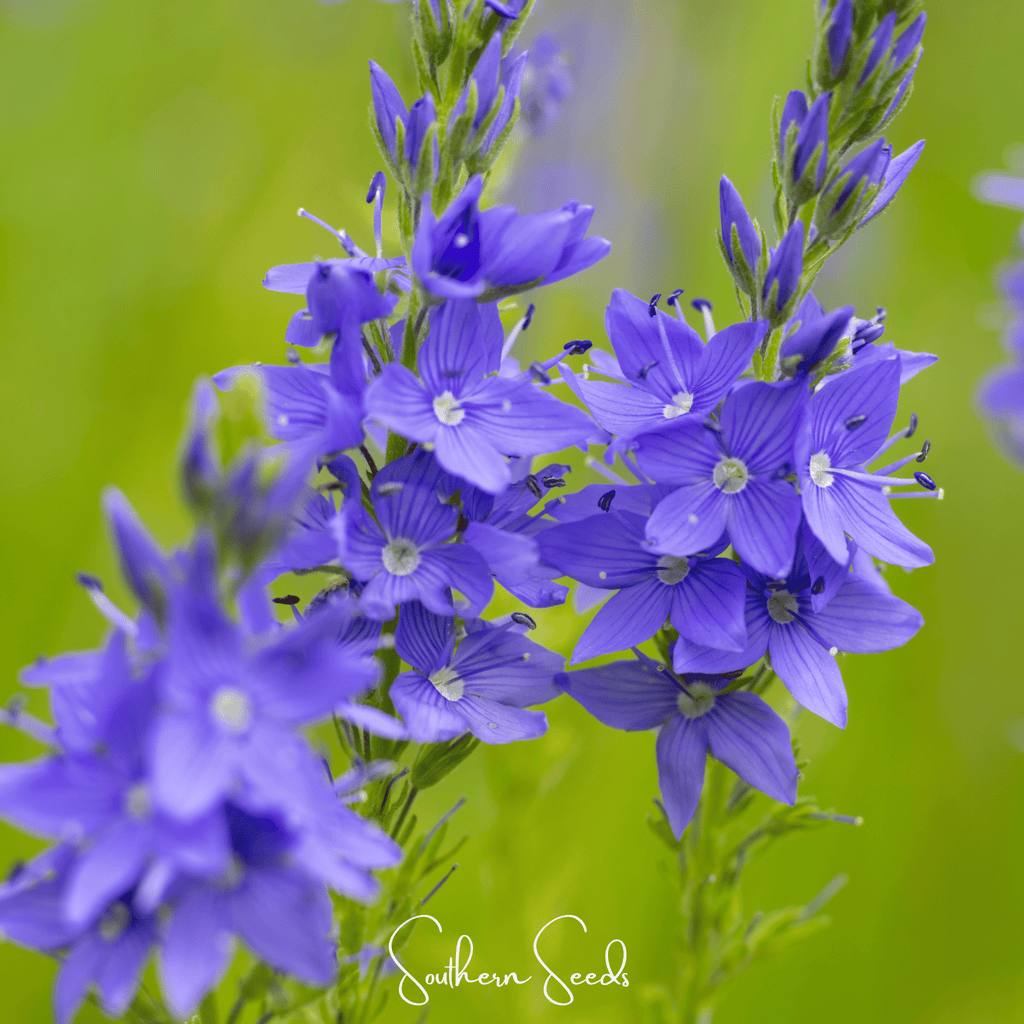 Royal Blue Veronica Speedwell – 50 Seeds Southern Seeds