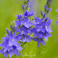 Royal Blue Veronica Speedwell – 50 Seeds Southern Seeds