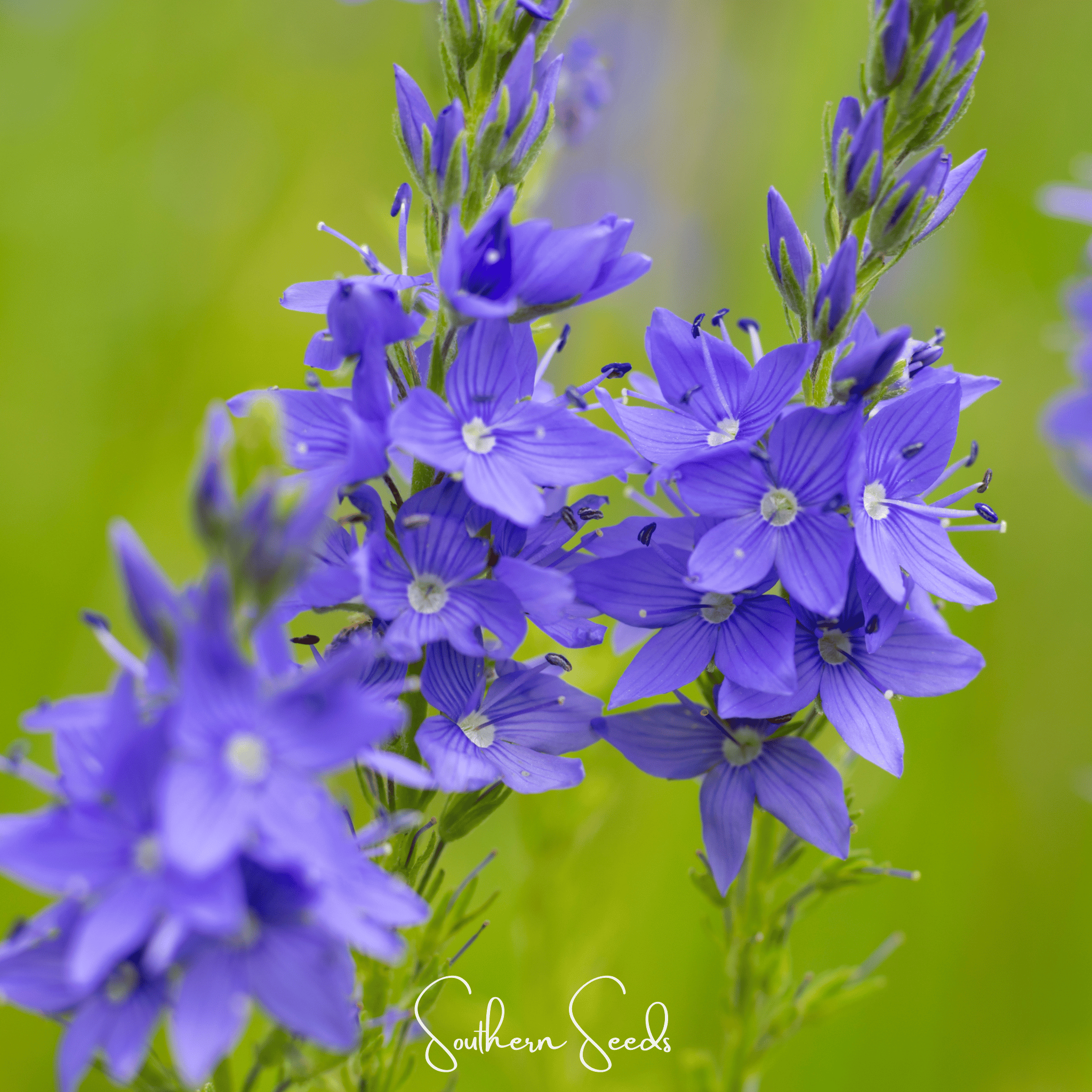 Royal Blue Veronica Speedwell – 50 Seeds Southern Seeds